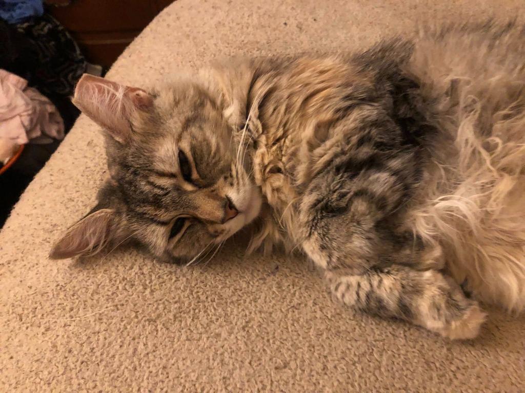 Athena Grace, a Adoptable mixed breed in Kettering, OH image 1/6