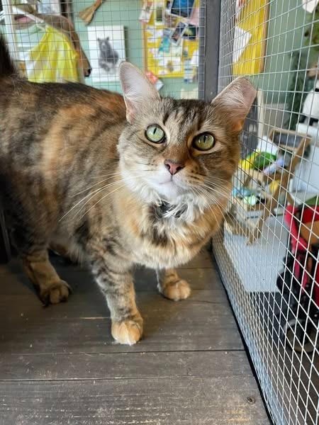 Athena Grace, a Adoptable mixed breed in Kettering, OH image 2/6