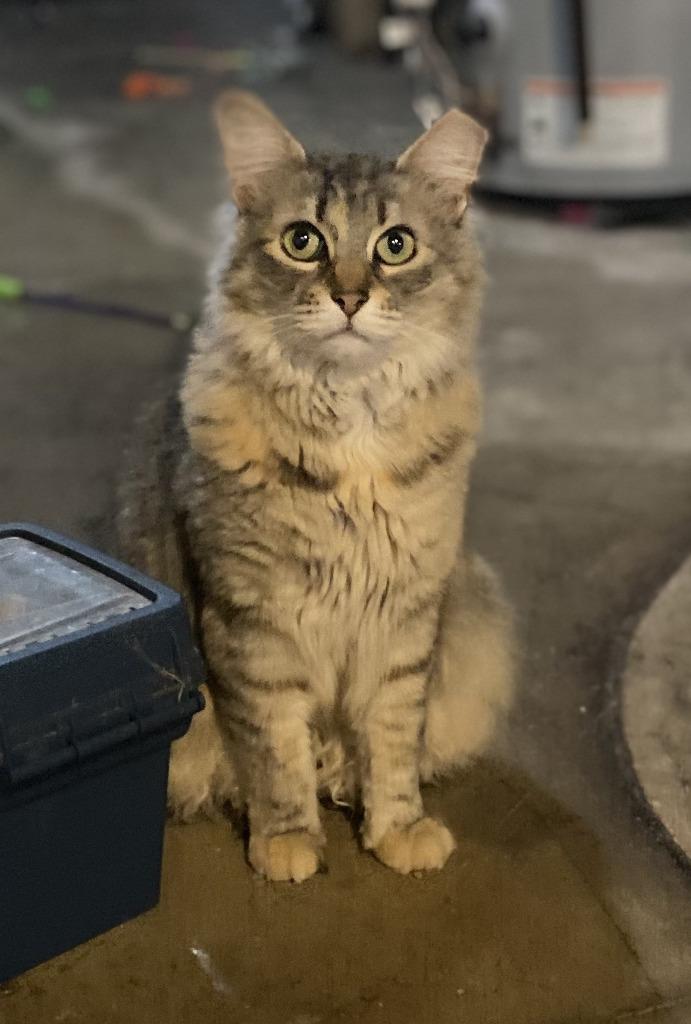 Athena Grace, a Adoptable mixed breed in Kettering, OH image 4/6