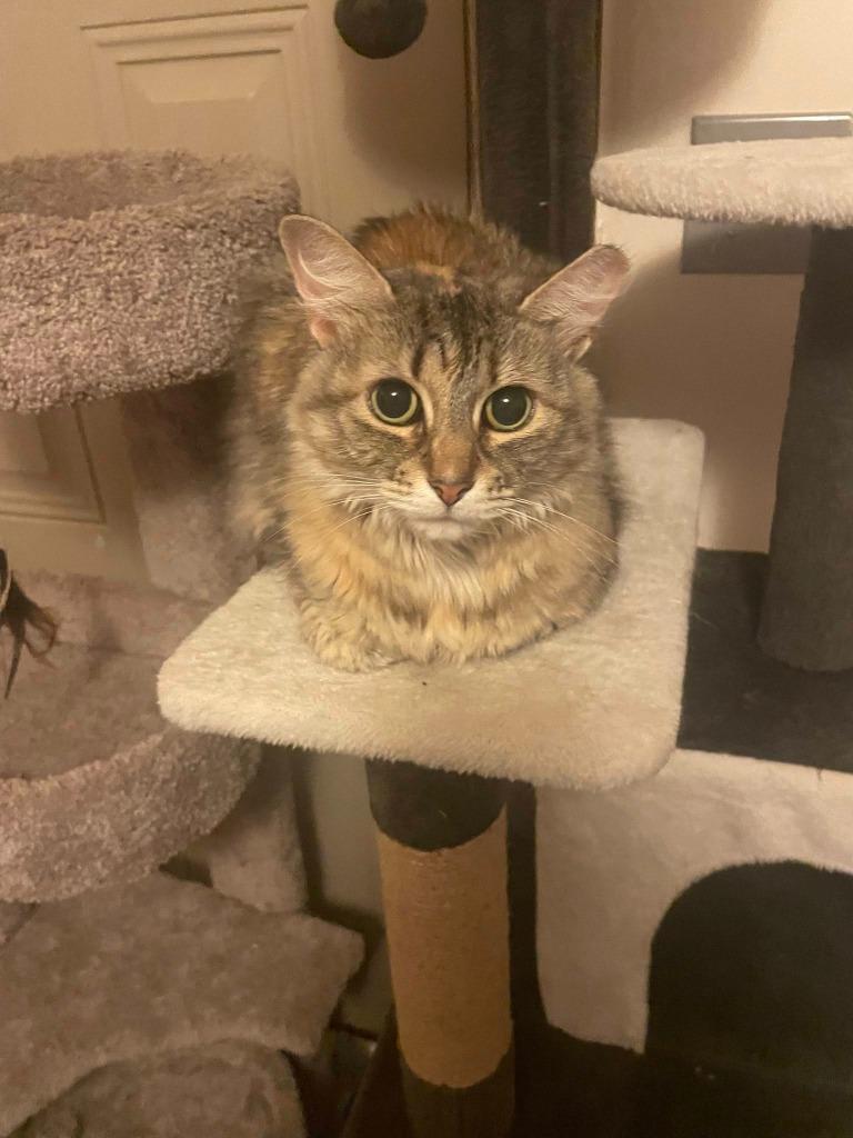 Athena Grace, a Adoptable mixed breed in Kettering, OH image 5/6