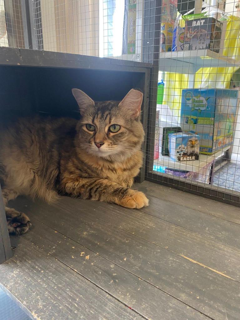 Athena Grace, a Adoptable mixed breed in Kettering, OH image 6/6