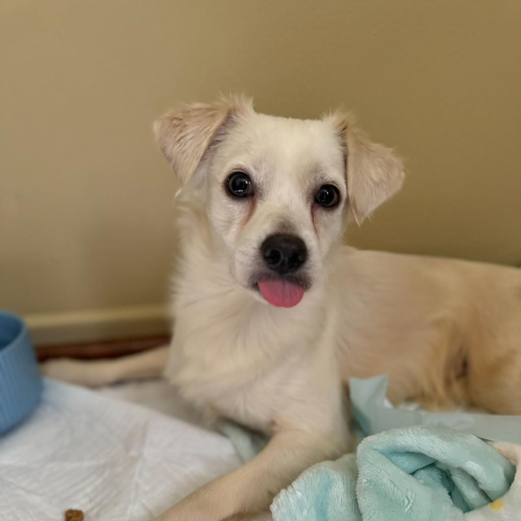 Enlarge Frito, a Adoptable mixed breed in Sparks, NV image 1/5