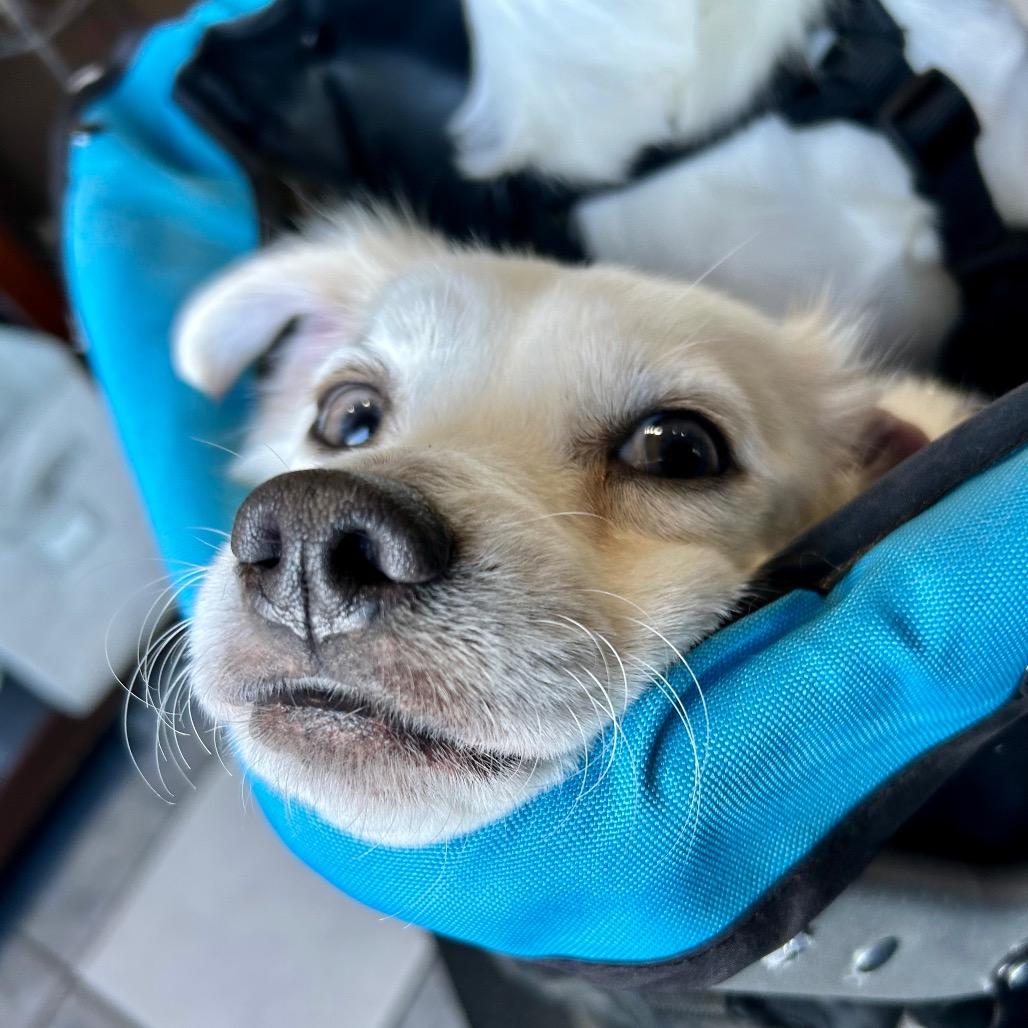 Enlarge Frito, a Adoptable mixed breed in Sparks, NV image 2/5