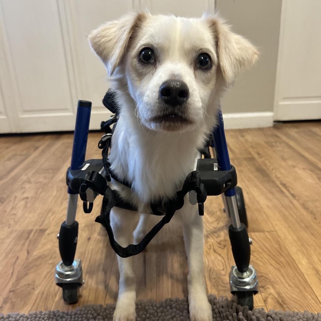 Enlarge Frito, a Adoptable mixed breed in Sparks, NV image 3/5