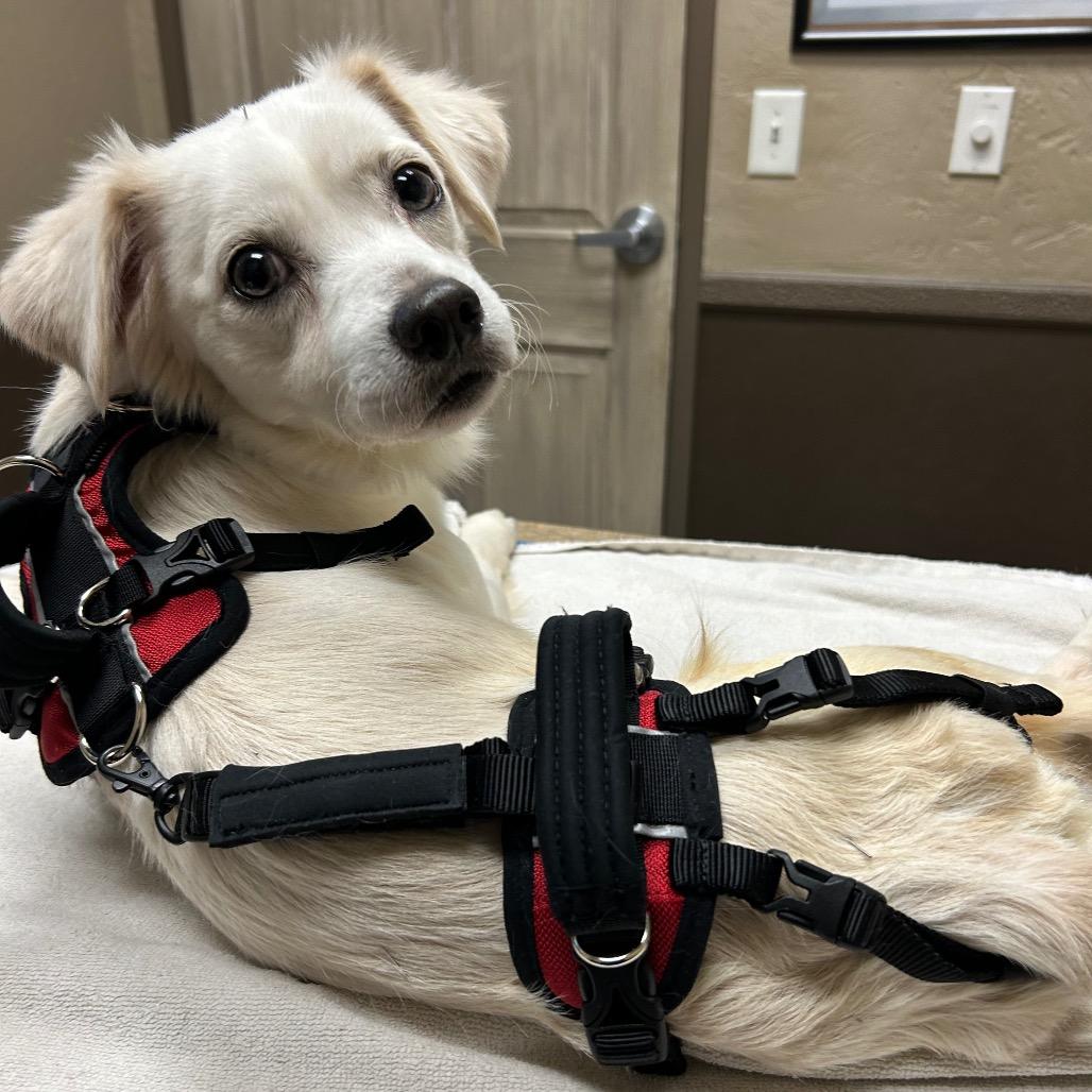 Enlarge Frito, a Adoptable mixed breed in Sparks, NV image 4/5