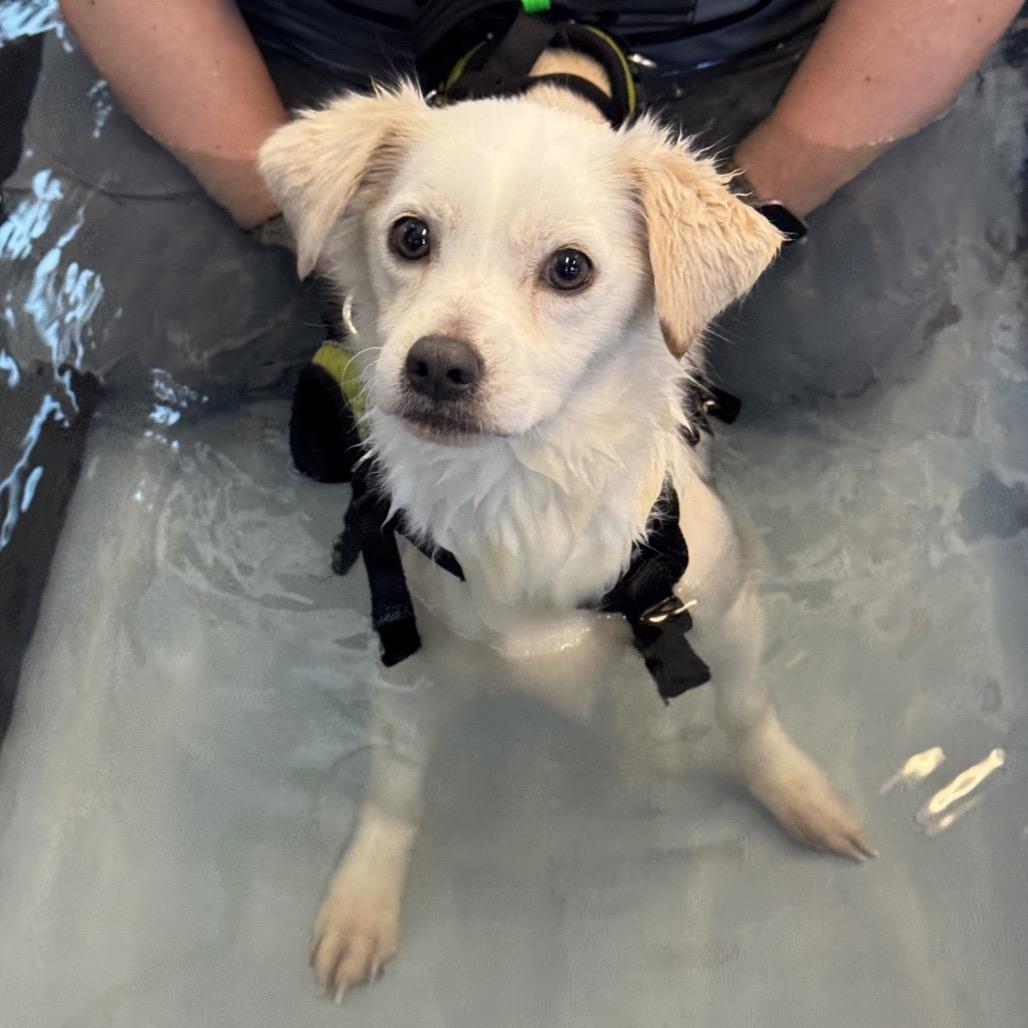 Enlarge Frito, a Adoptable mixed breed in Sparks, NV image 5/5