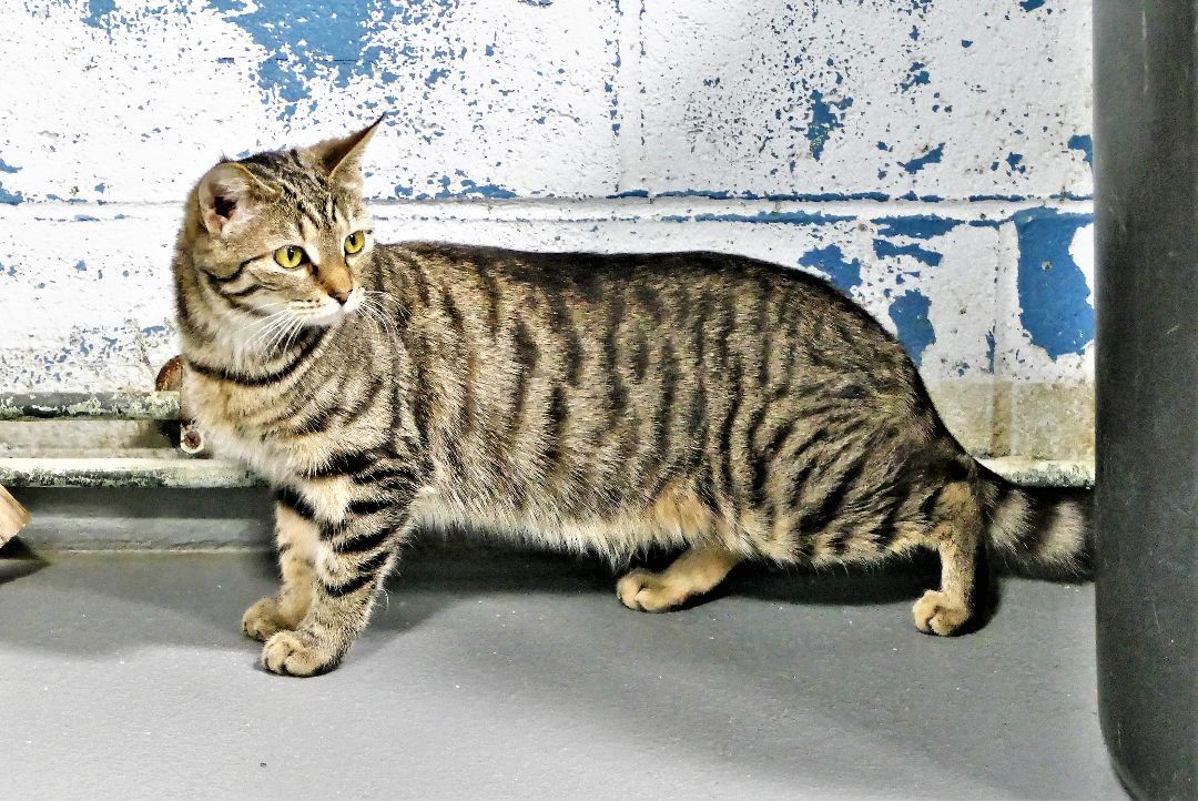 NESSIE, Adoptable, Adult Female Domestic Short Hair.