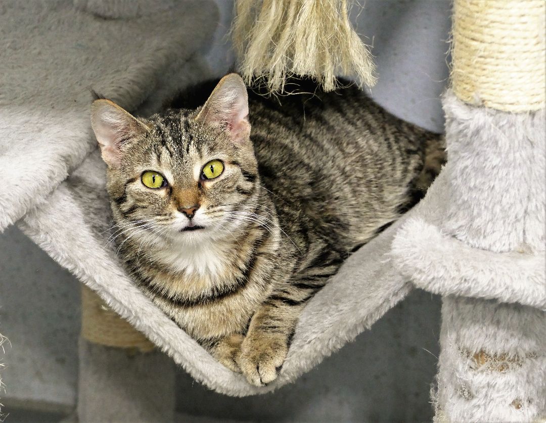NESSIE, an adoptable Domestic Short Hair in Beechbottom, WV, 26030 | Photo Image 1