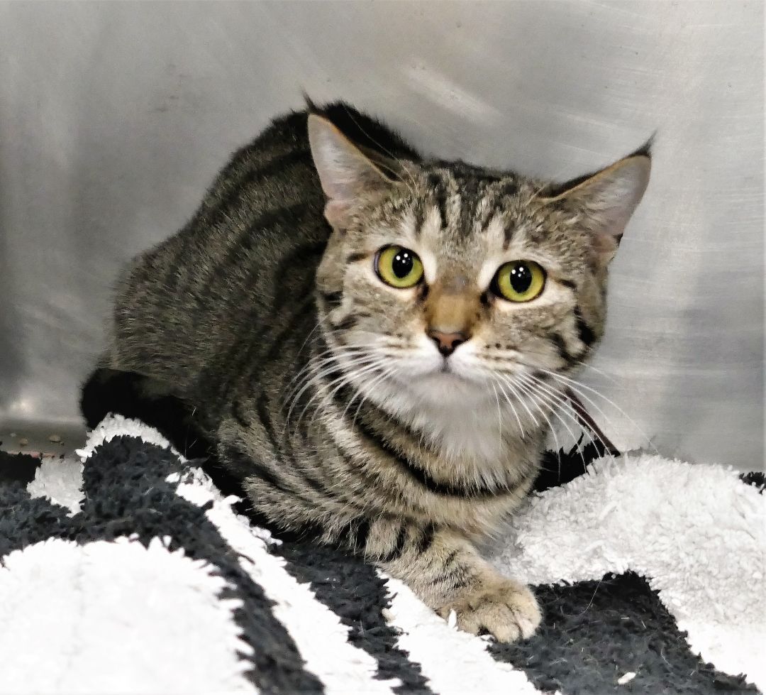 NESSIE, an adoptable Domestic Short Hair in Beechbottom, WV, 26030 | Photo Image 4