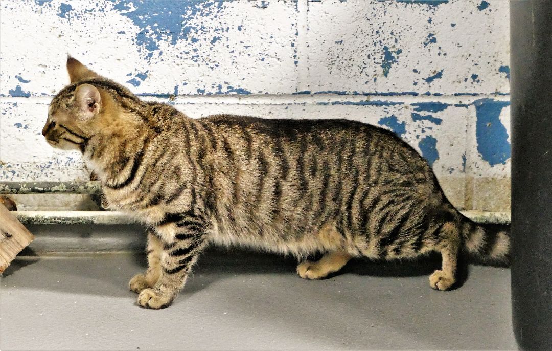 NESSIE, an adoptable Domestic Short Hair in Beechbottom, WV, 26030 | Photo Image 3