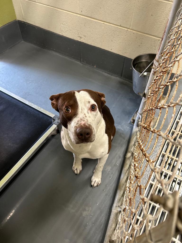Hunter, Adoptable, Adult Male Hound.