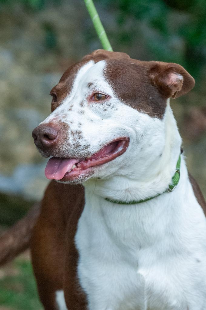 Enlarge Hunter, a Adoptable mixed breed in Johnson City, TN image 2/4
