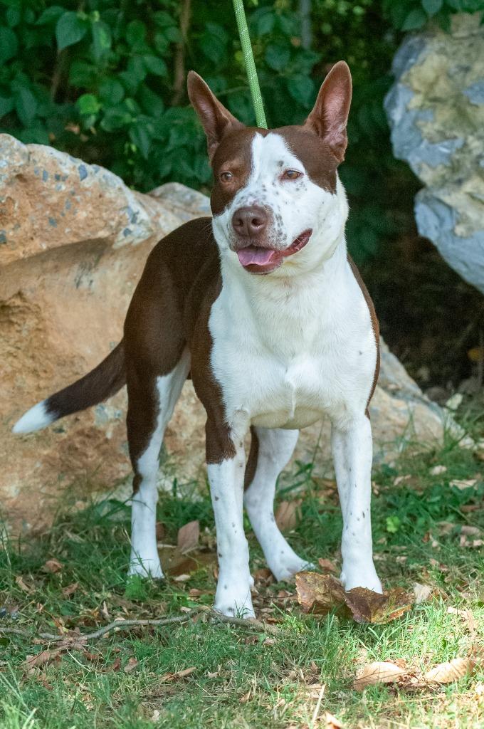 Enlarge Hunter, a Adoptable mixed breed in Johnson City, TN image 3/4