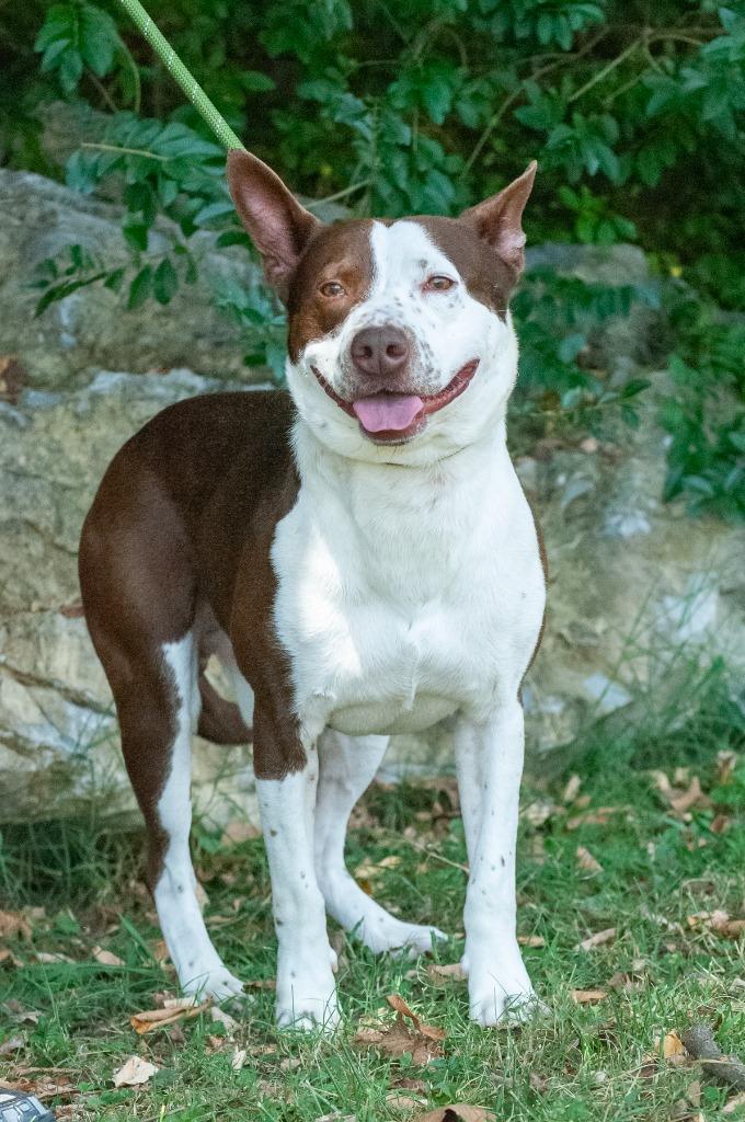 Enlarge Hunter, a Adoptable mixed breed in Johnson City, TN image 4/4
