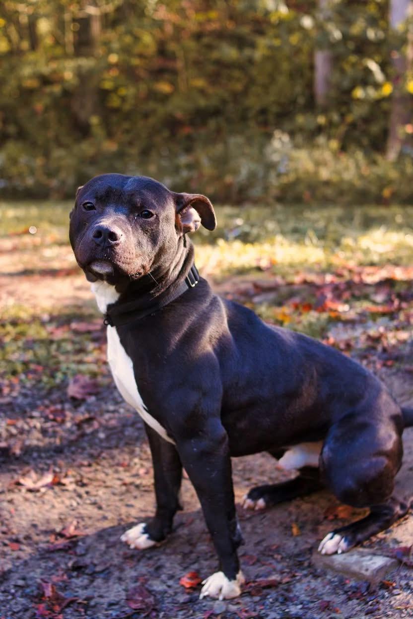 Frog, a Adoptable Pit Bull Terrier in Grafton, WV image 2/6