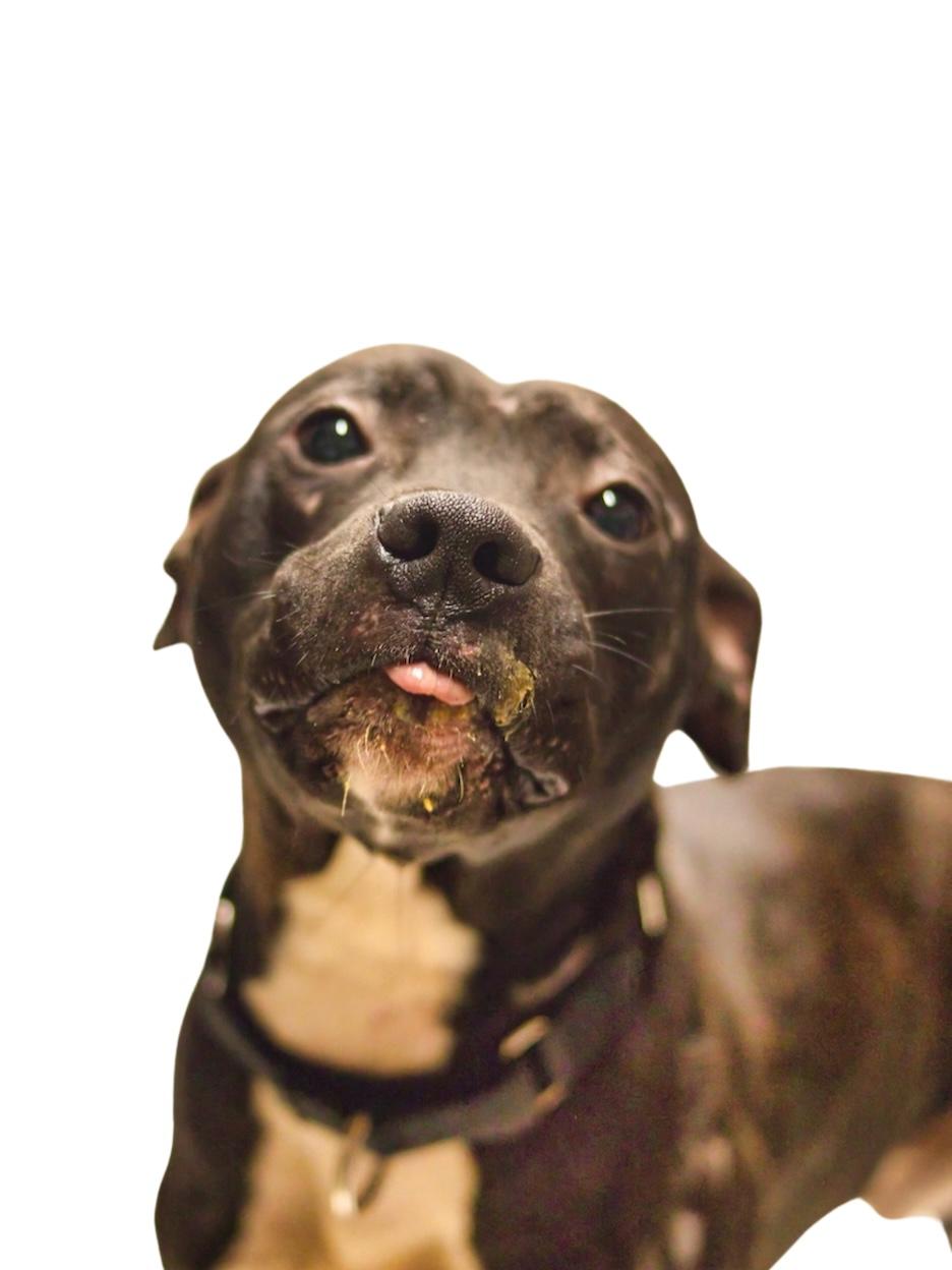 Frog, a Adoptable Pit Bull Terrier in Grafton, WV image 3/6