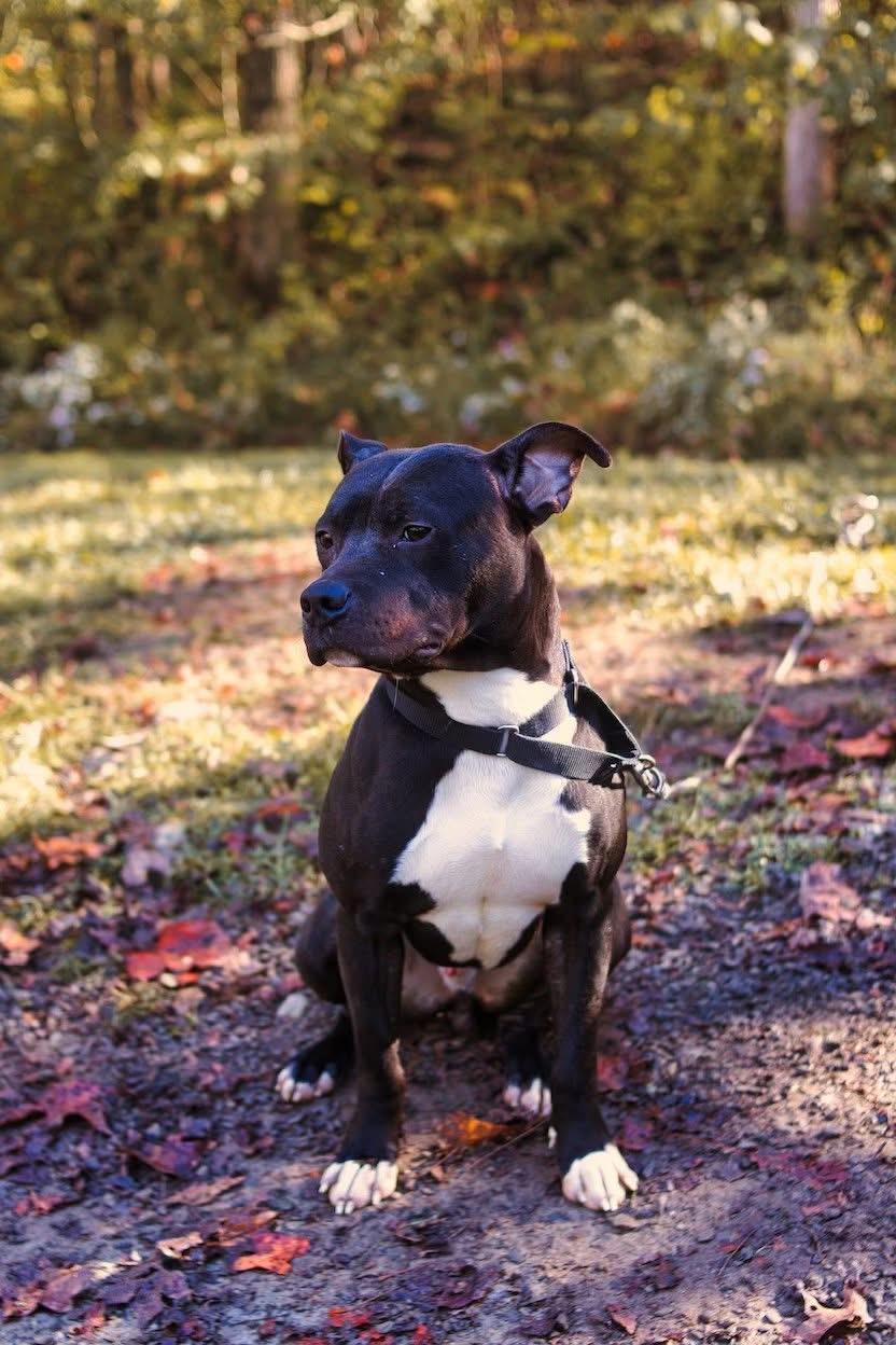 Frog, a Adoptable Pit Bull Terrier in Grafton, WV image 1/6