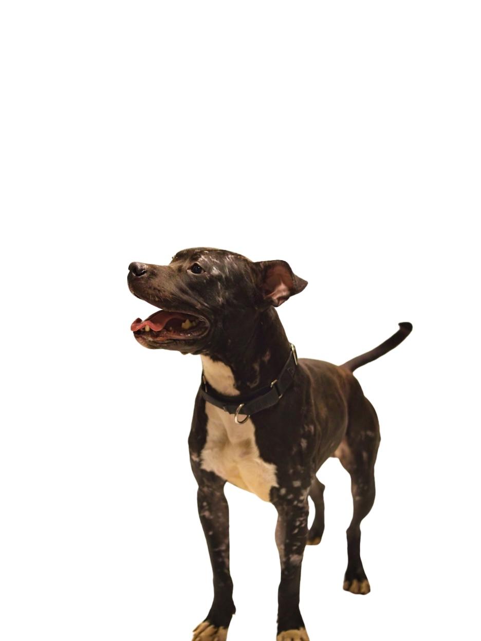 Frog, a Adoptable Pit Bull Terrier in Grafton, WV image 4/6