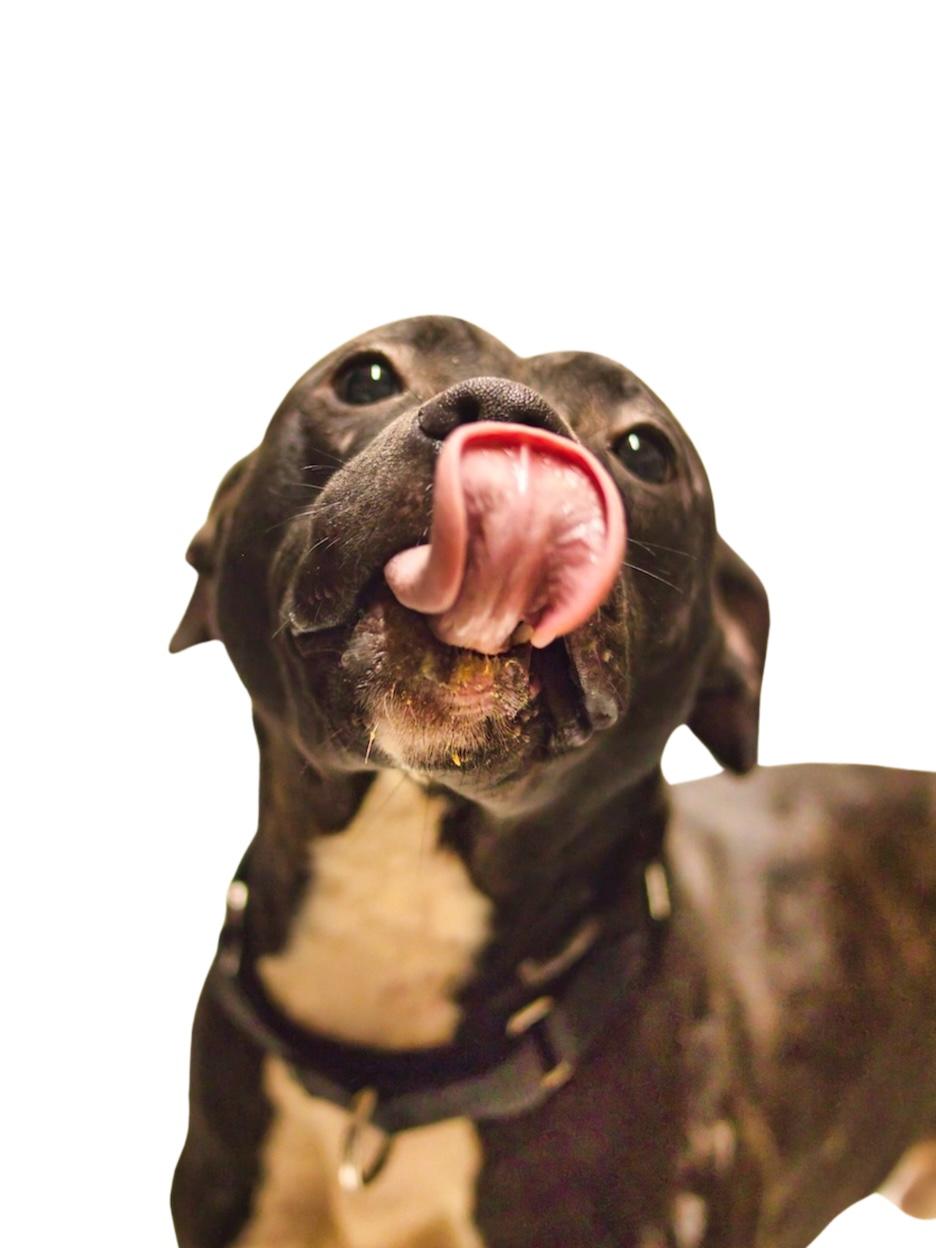 Frog, a Adoptable Pit Bull Terrier in Grafton, WV image 5/6