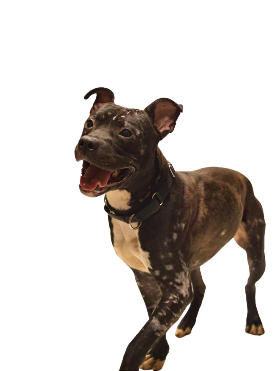 Frog, a Adoptable Pit Bull Terrier in Grafton, WV image 6/6