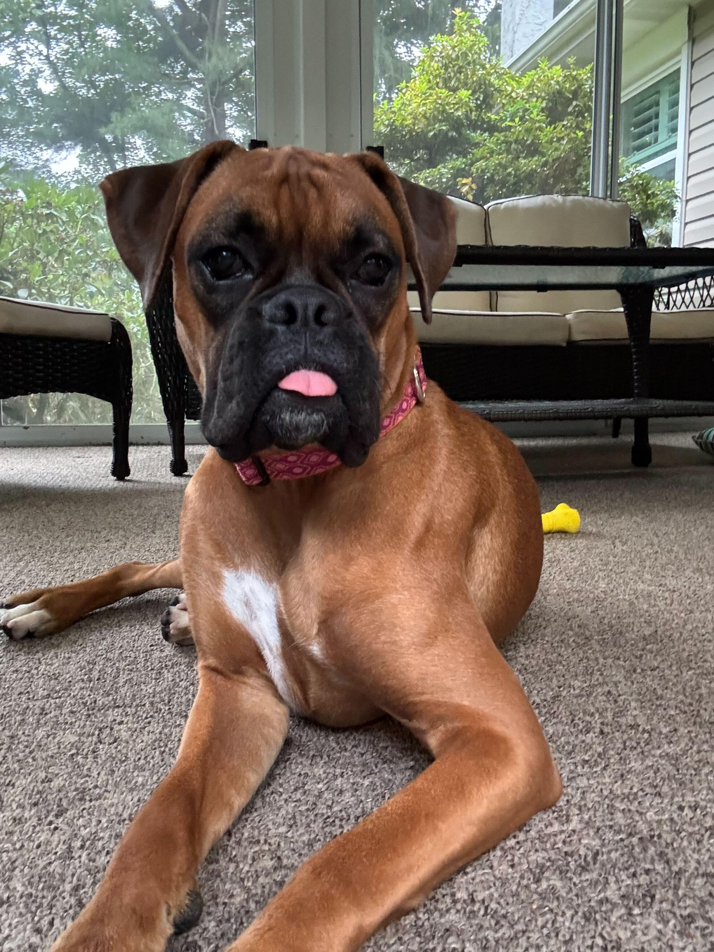 Enlarge Lucy, a ADOPTABLE Boxer in Philadelphia, PA image 2/6