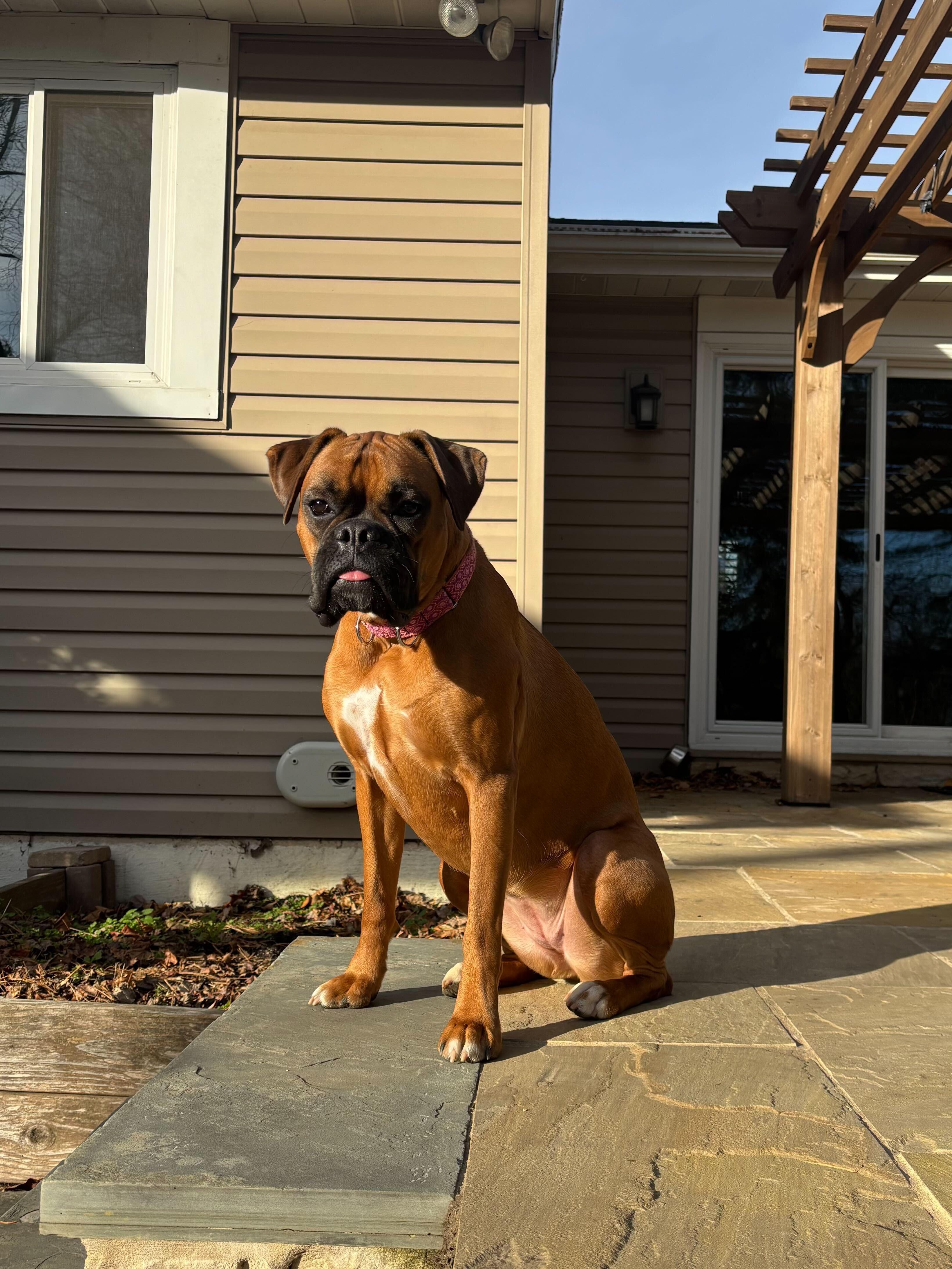 Enlarge Lucy, a ADOPTABLE Boxer in Philadelphia, PA image 1/6