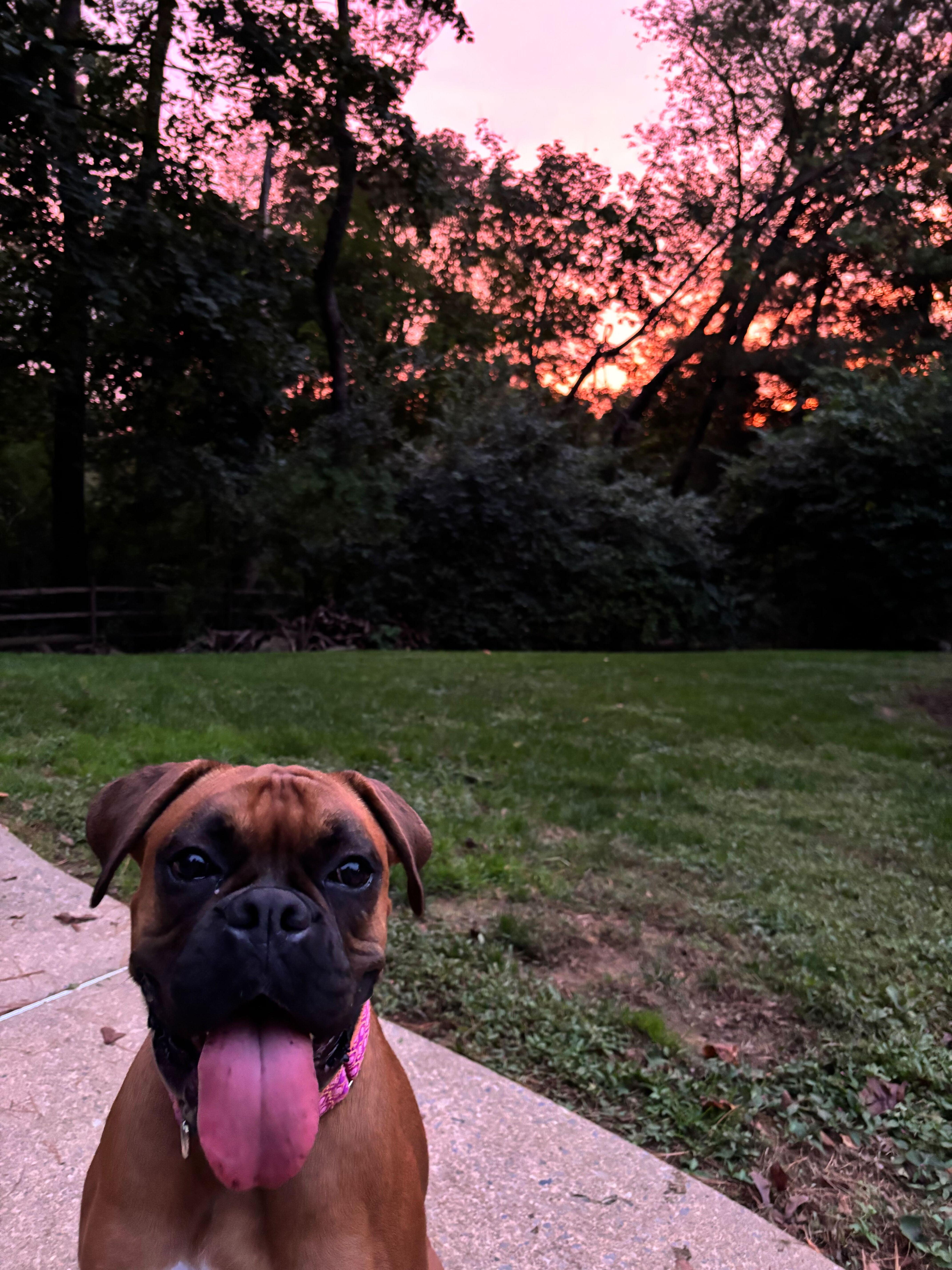 Enlarge Lucy, a ADOPTABLE Boxer in Philadelphia, PA image 3/6