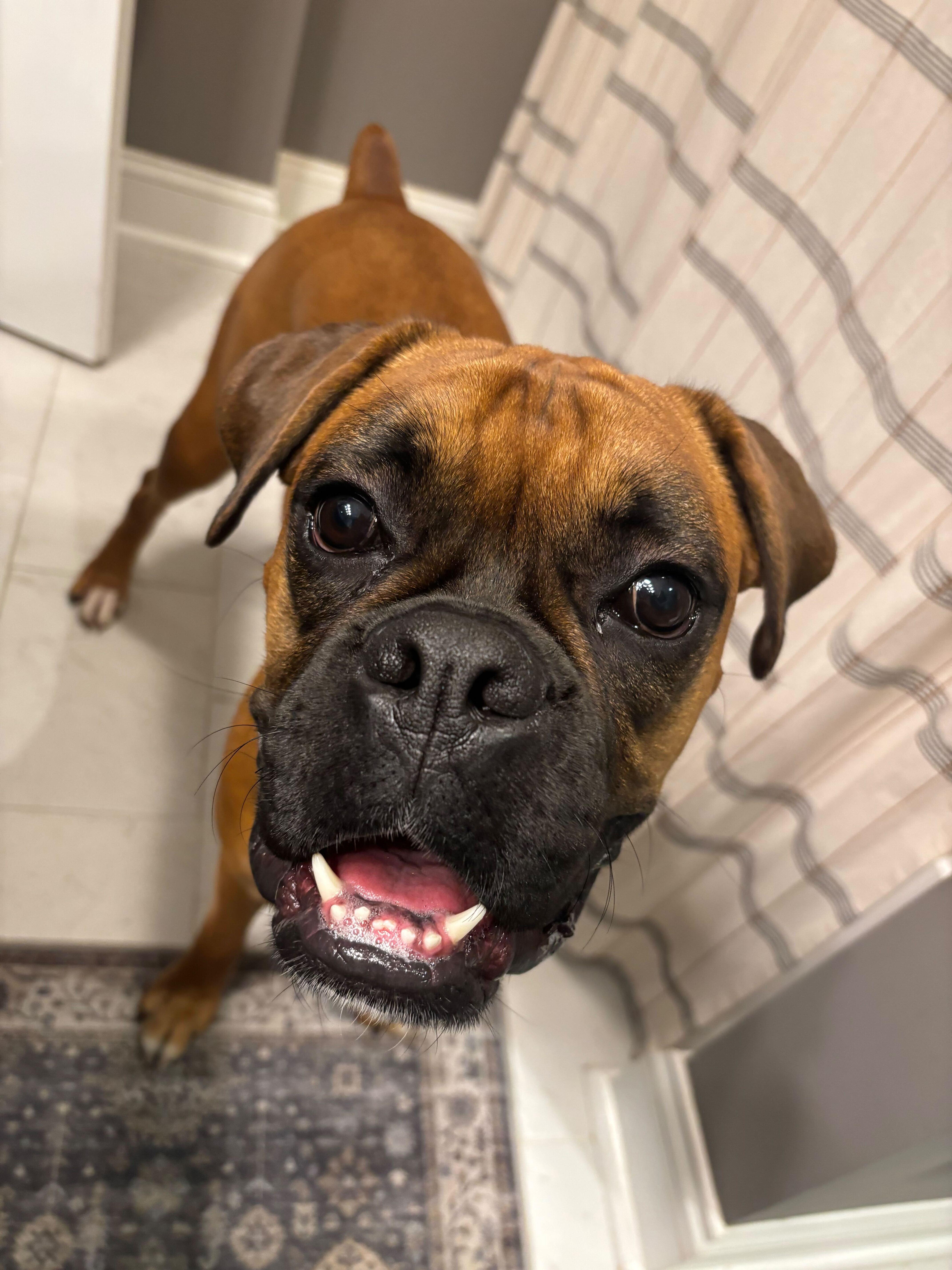 Enlarge Lucy, a ADOPTABLE Boxer in Philadelphia, PA image 4/6