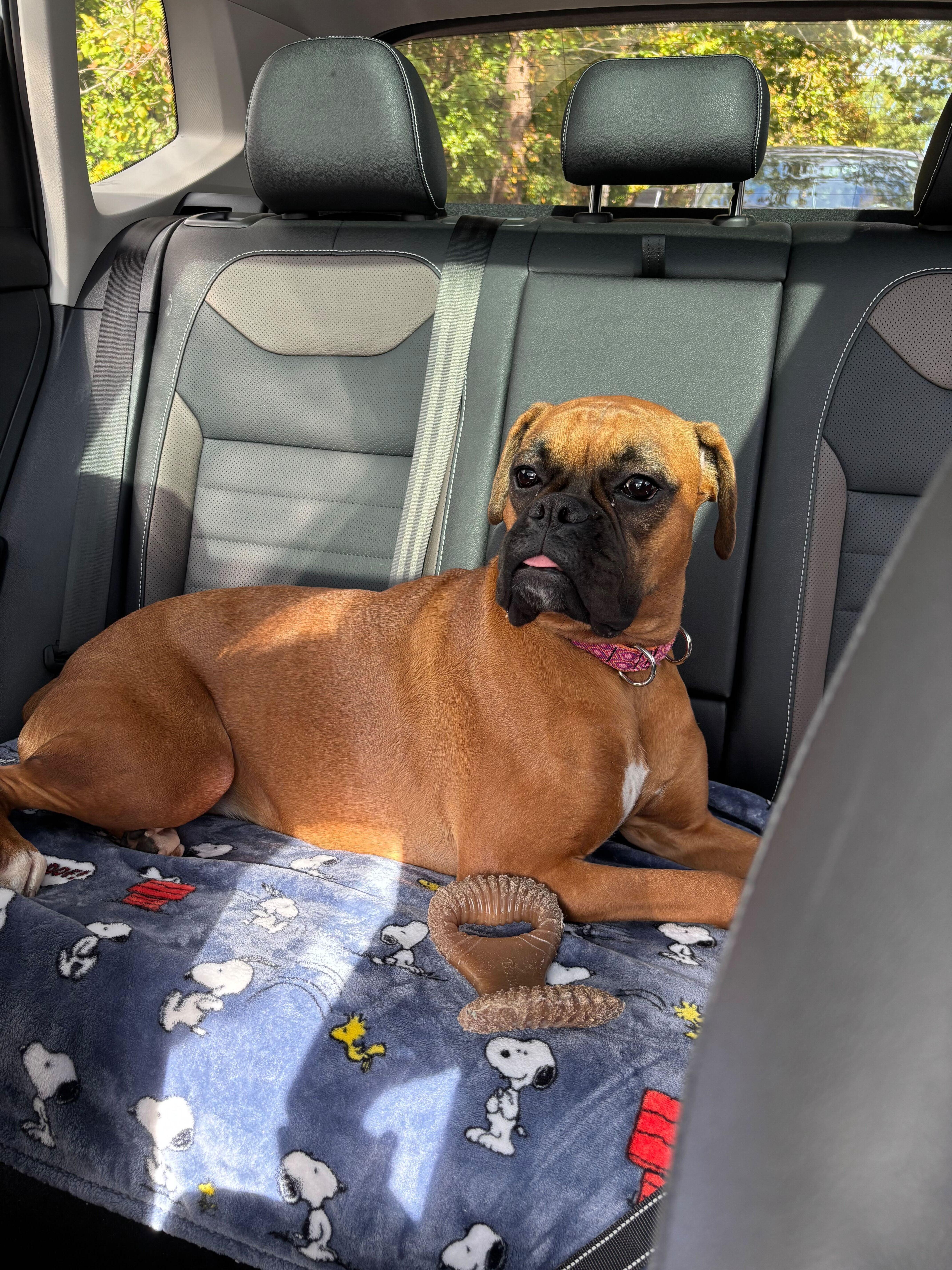 Enlarge Lucy, a ADOPTABLE Boxer in Philadelphia, PA image 5/6