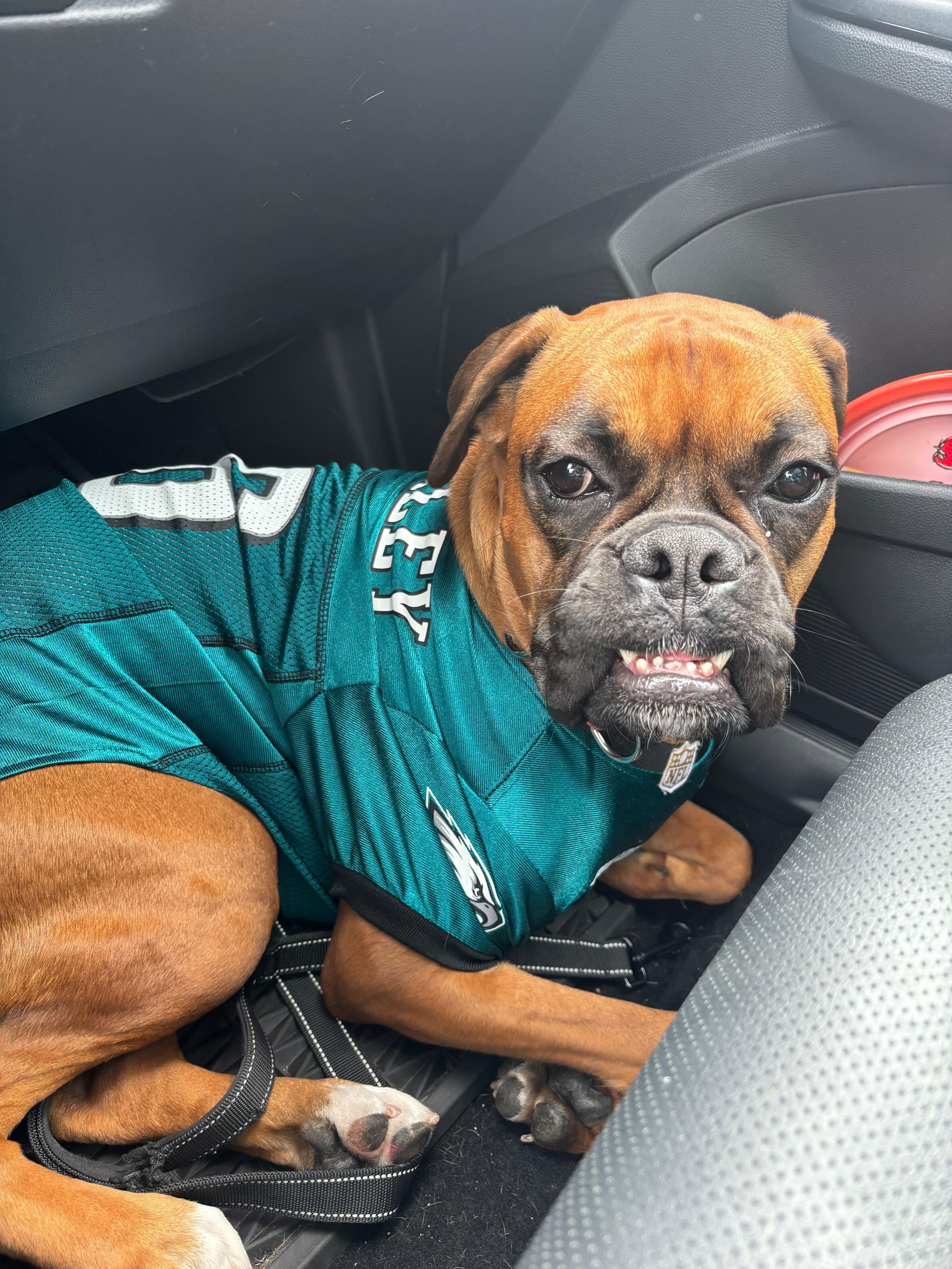 Enlarge Lucy, a ADOPTABLE Boxer in Philadelphia, PA image 6/6