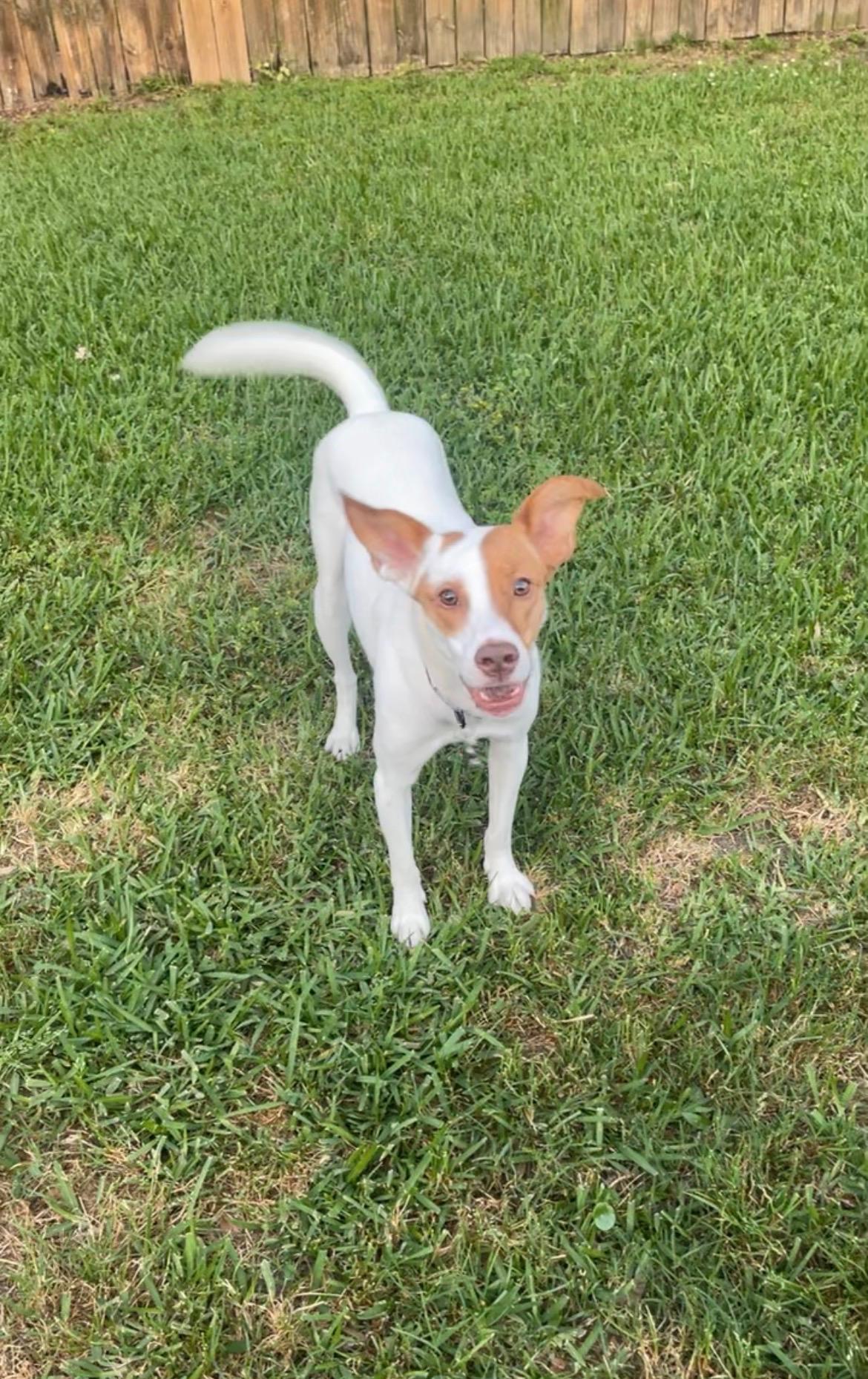 Minnie, a ADOPTABLE mixed breed in Baker, LA image 3/6