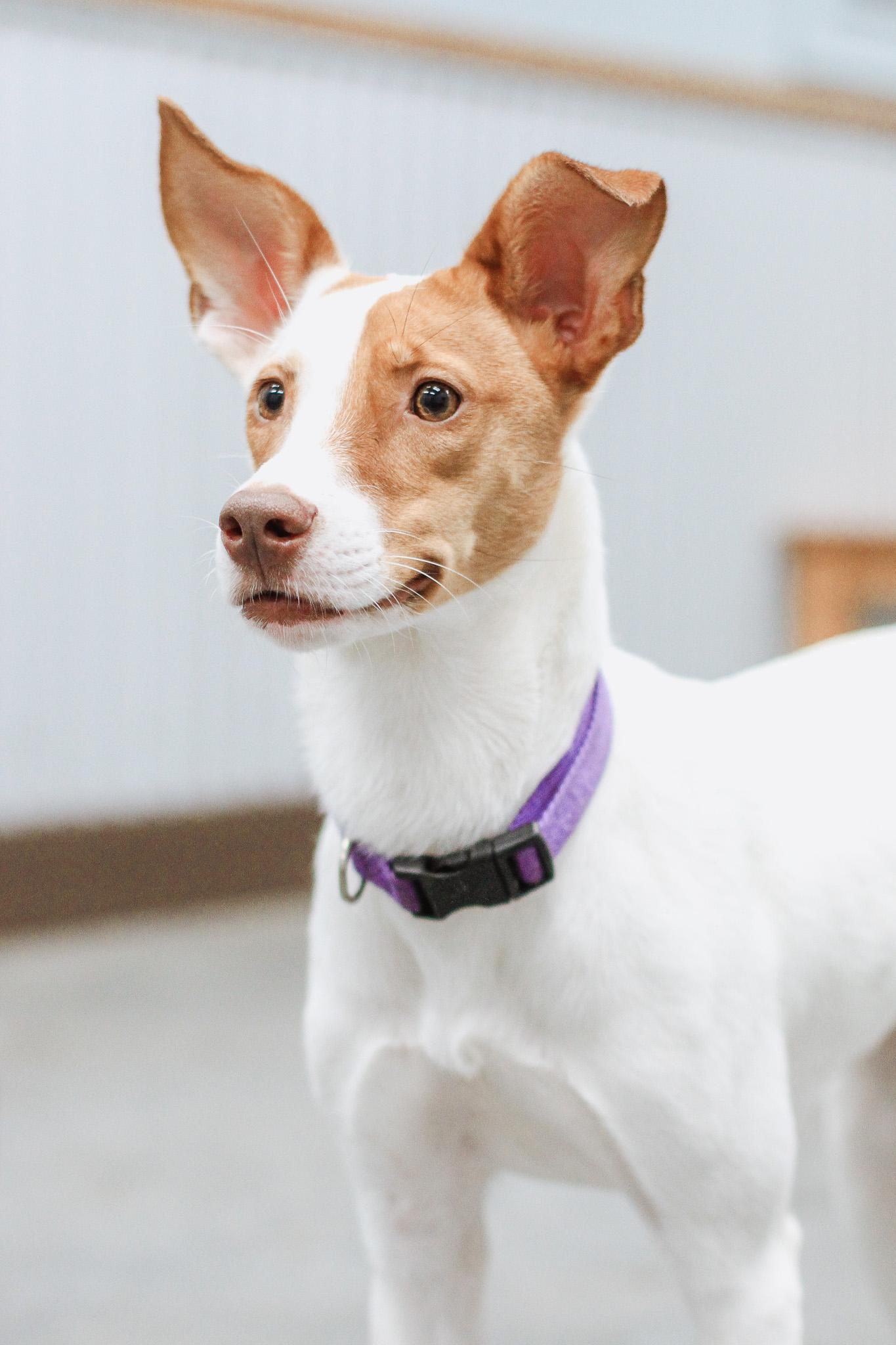 Minnie, ADOPTABLE, Adult Female Rat Terrier.