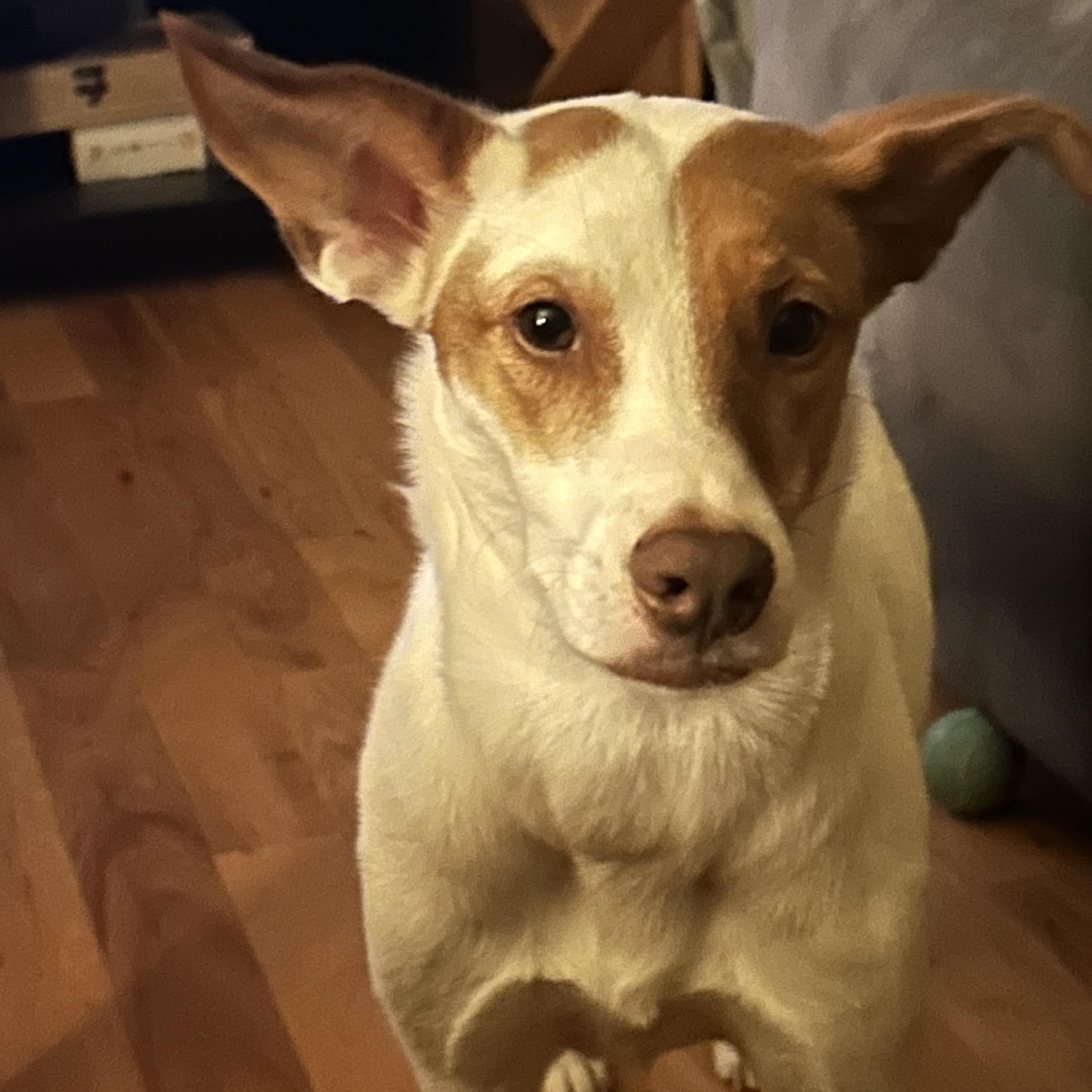 Minnie, a ADOPTABLE mixed breed in Baker, LA image 6/6
