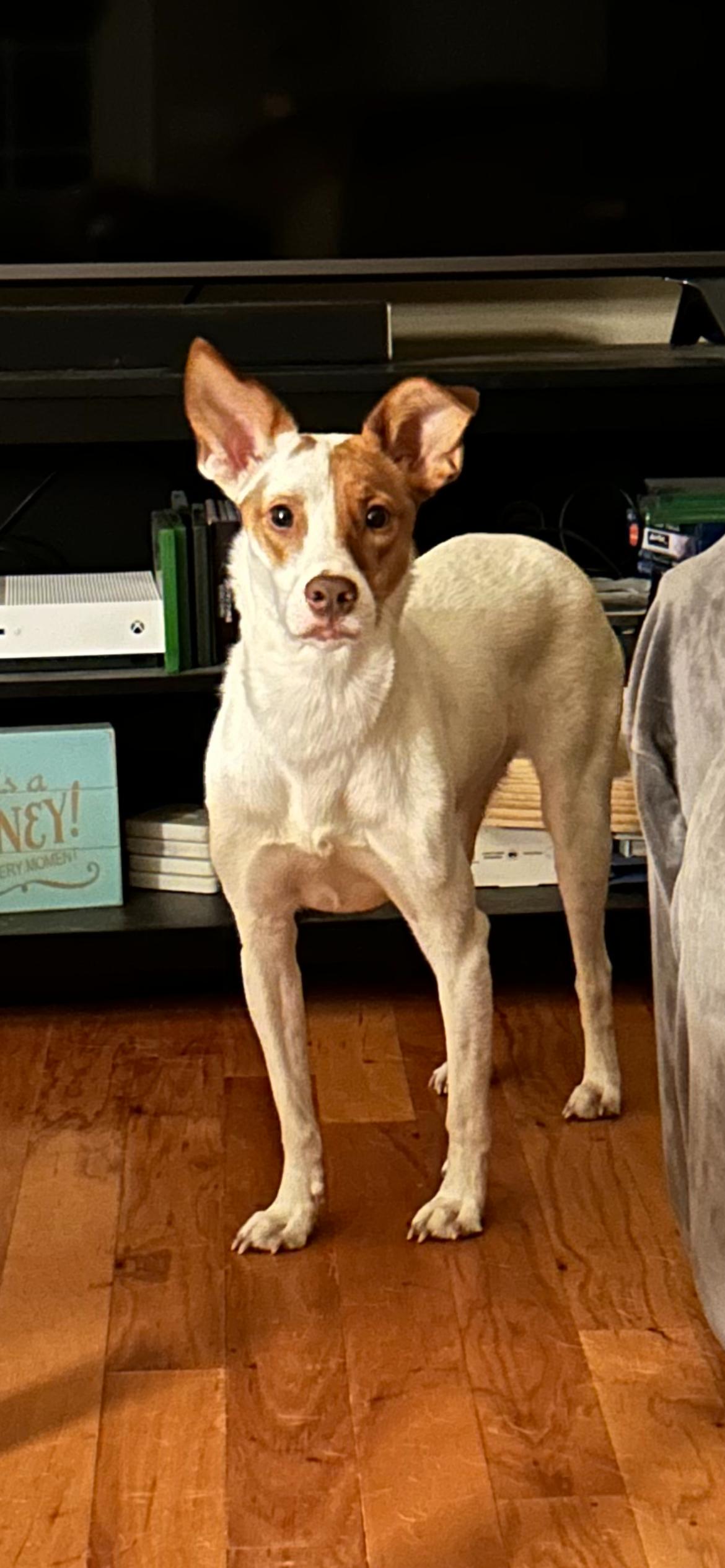 Minnie, a ADOPTABLE mixed breed in Baker, LA image 2/6