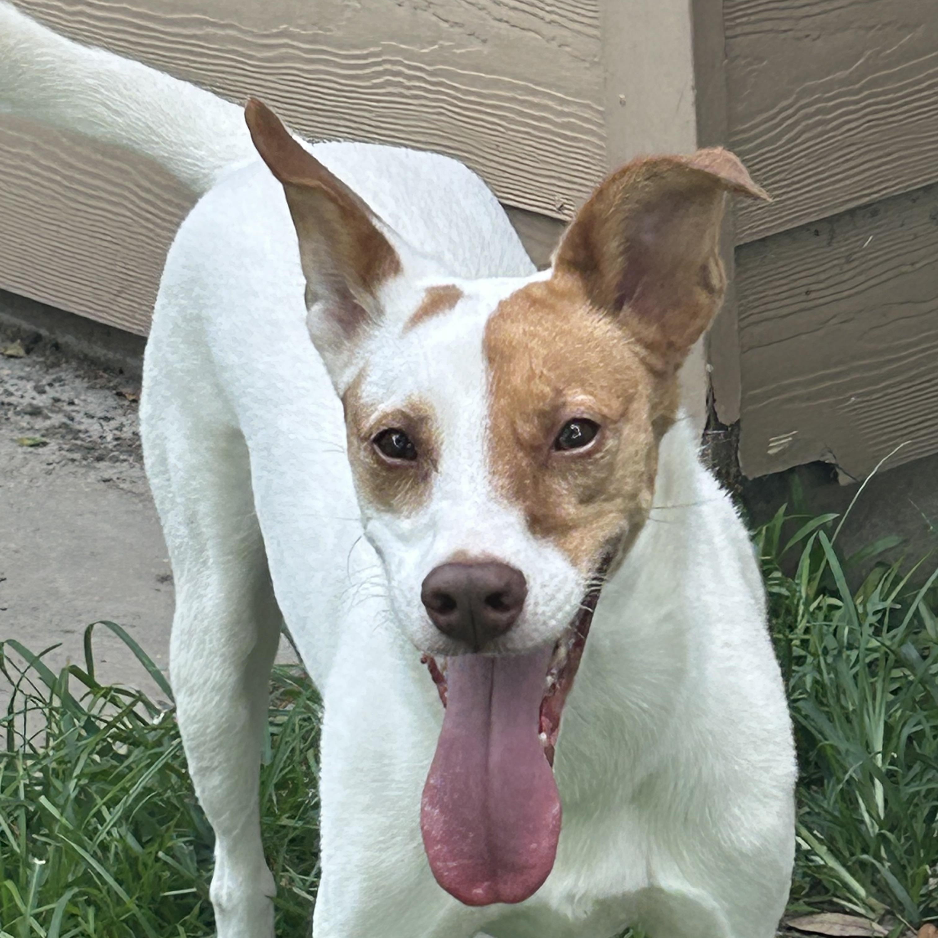 Minnie, a ADOPTABLE mixed breed in Baker, LA image 4/6
