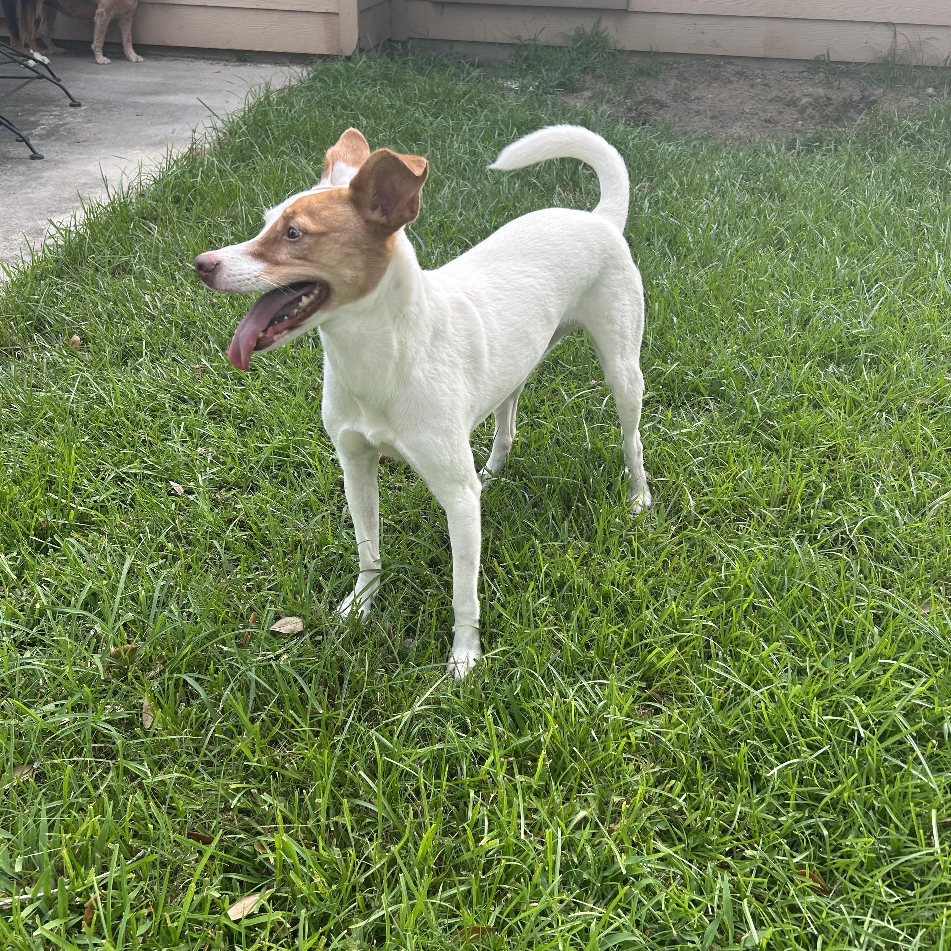 Minnie, a ADOPTABLE mixed breed in Baker, LA image 5/6