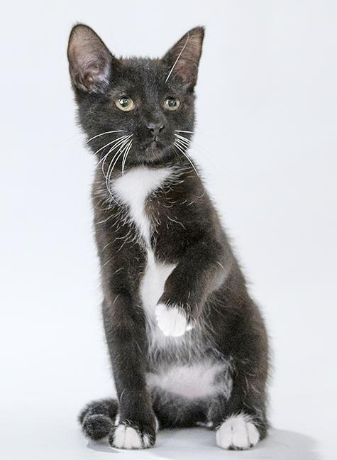 Enlarge Jocelyn, a ADOPTABLE Tuxedo in Chicago, IL image 3/3