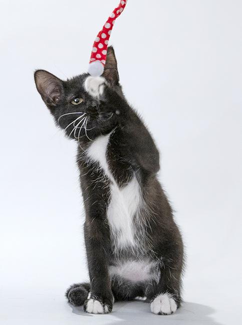 Enlarge Jocelyn, a ADOPTABLE Tuxedo in Chicago, IL image 2/3