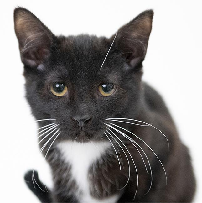 Enlarge Jocelyn, a ADOPTABLE Tuxedo in Chicago, IL image 1/3