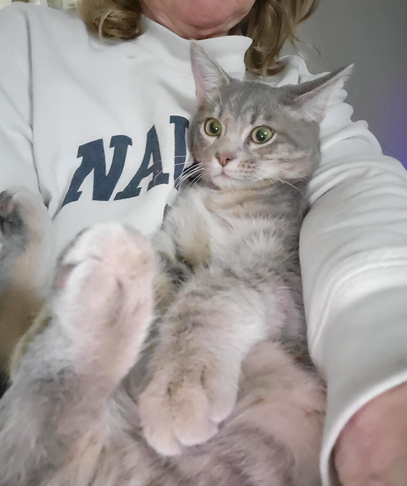 Enlarge Echo, a ADOPTABLE Domestic Short Hair in Middletown, NY image 3/3