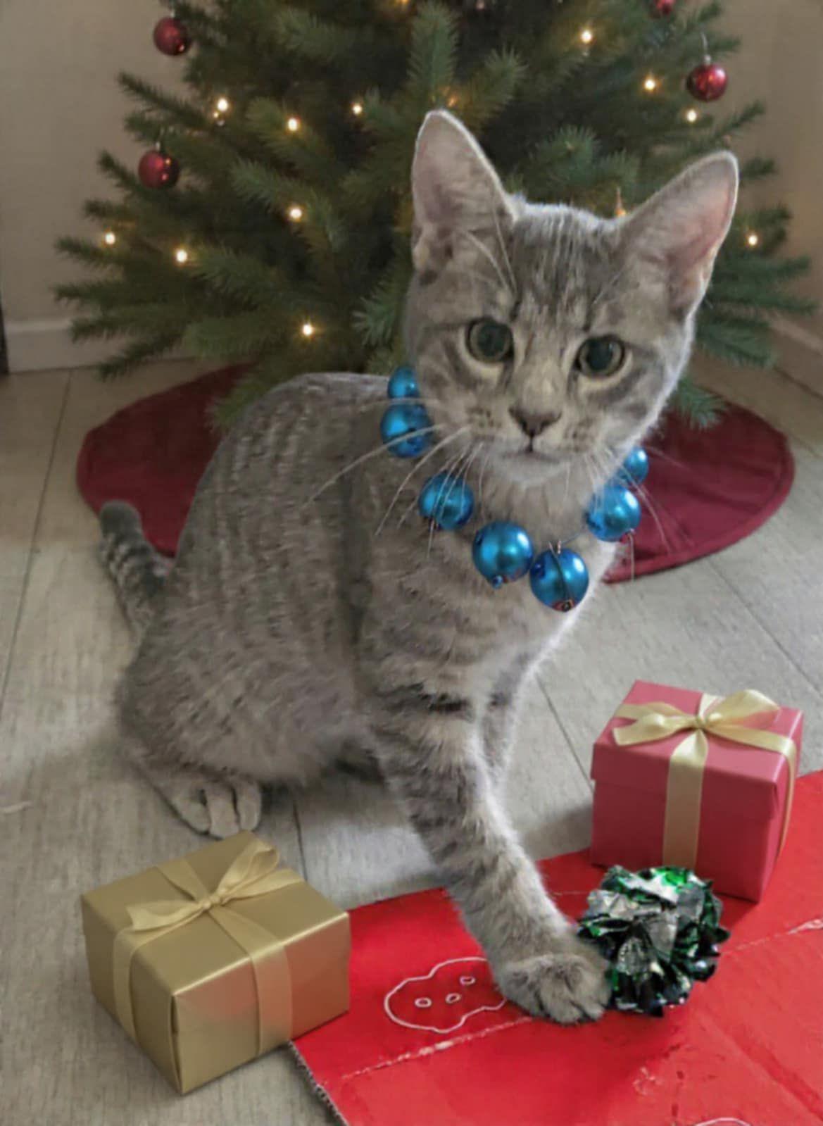 Enlarge Echo, a ADOPTABLE Domestic Short Hair in Middletown, NY image 1/3