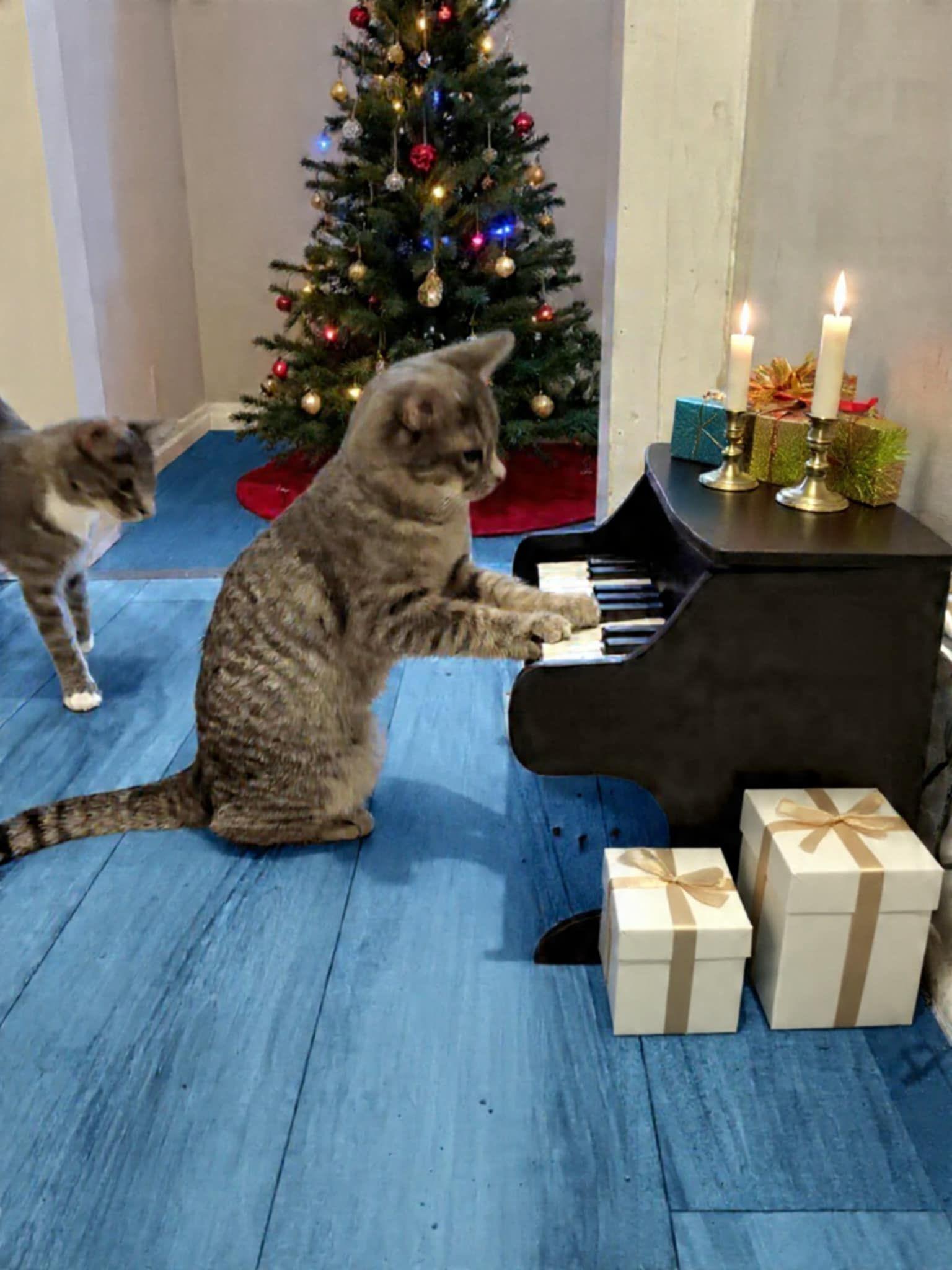 Enlarge Echo, a ADOPTABLE Domestic Short Hair in Middletown, NY image 2/3