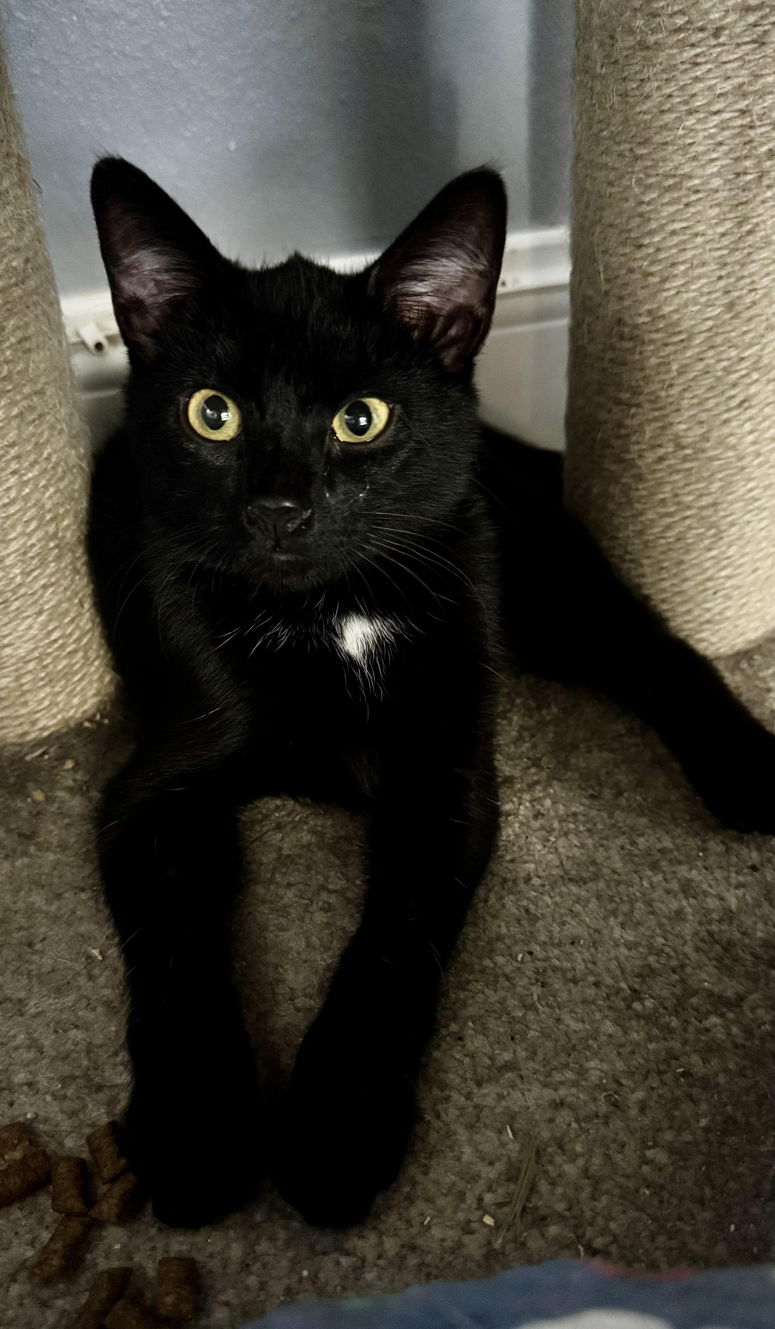 Caisha, ADOPTABLE, Kitten Female American Shorthair.