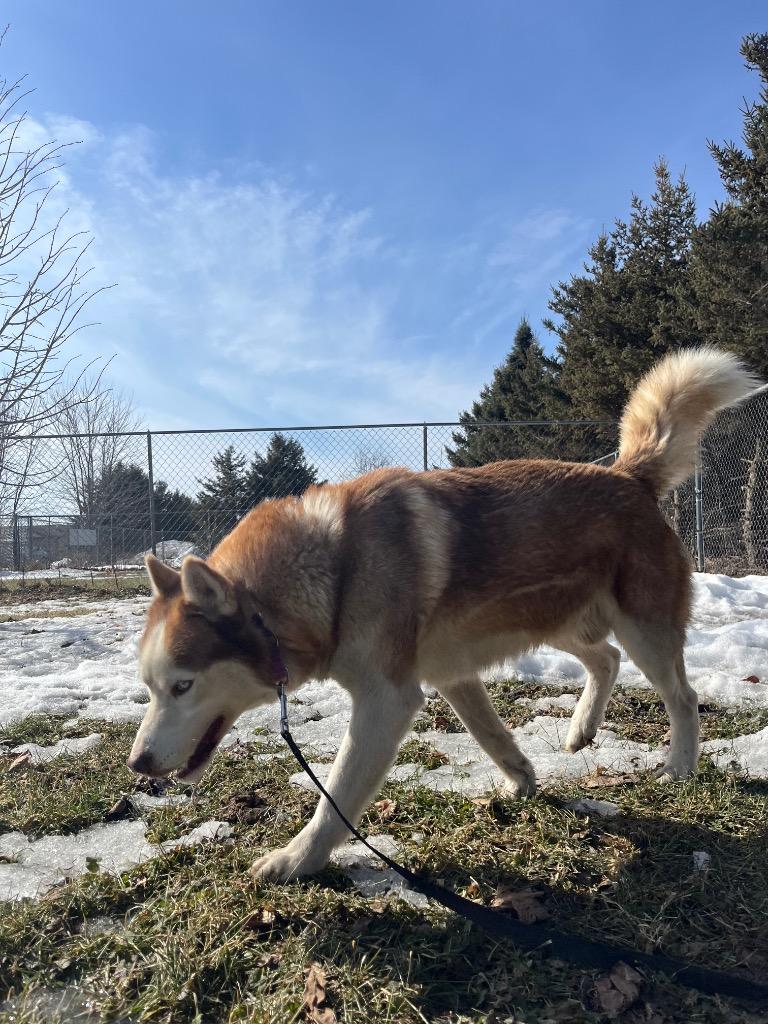 Aries, Adoptable, Adult Male Husky & Alaskan Malamute.