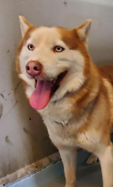 Enlarge Aries, a Adoptable mixed breed in Barron, WI image 2/6