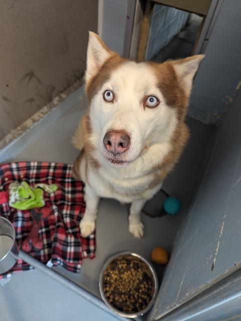 Enlarge Aries, a Adoptable mixed breed in Barron, WI image 4/6