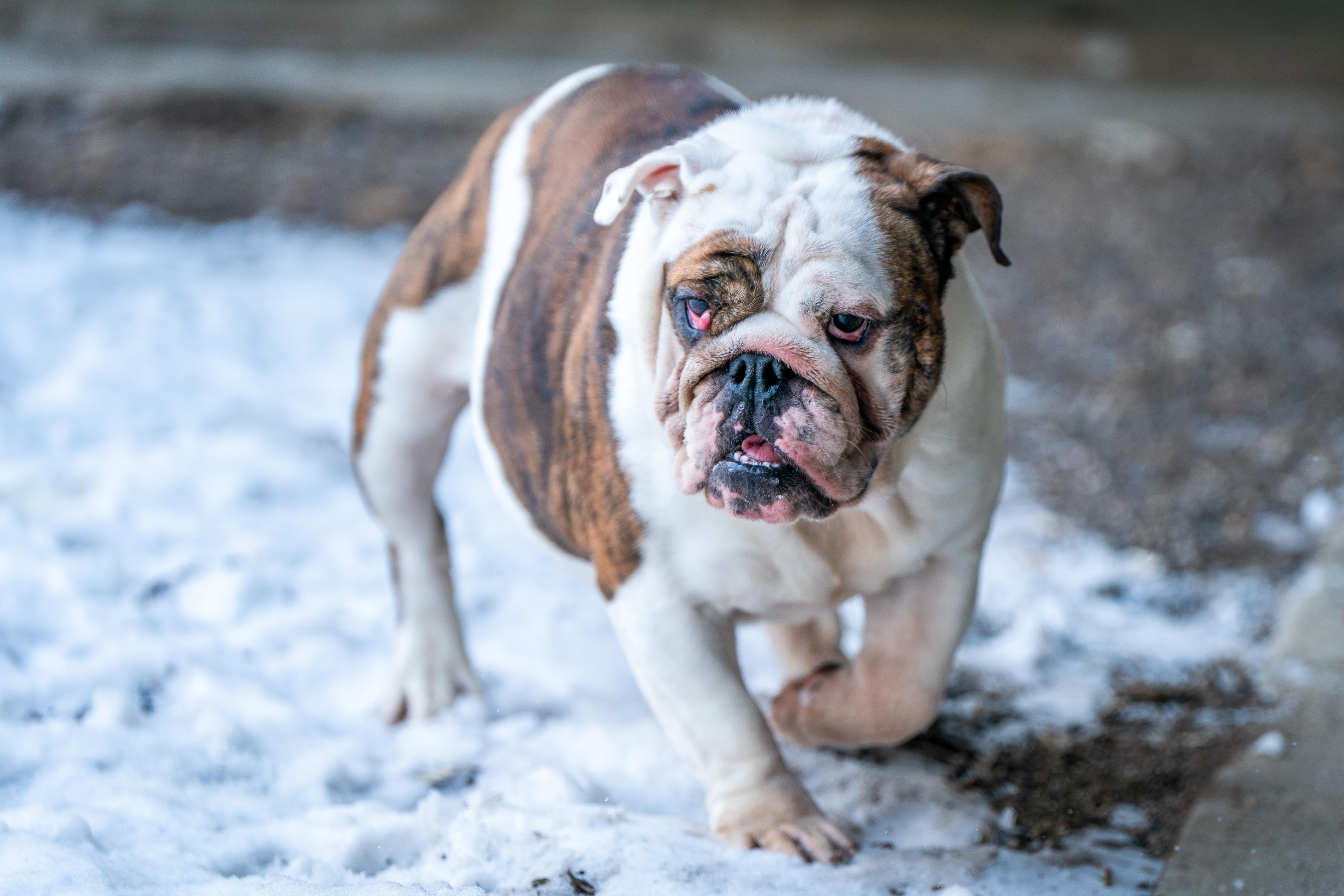 Lilith, a Adoptable English Bulldog in Red Wing, MN image 6/6