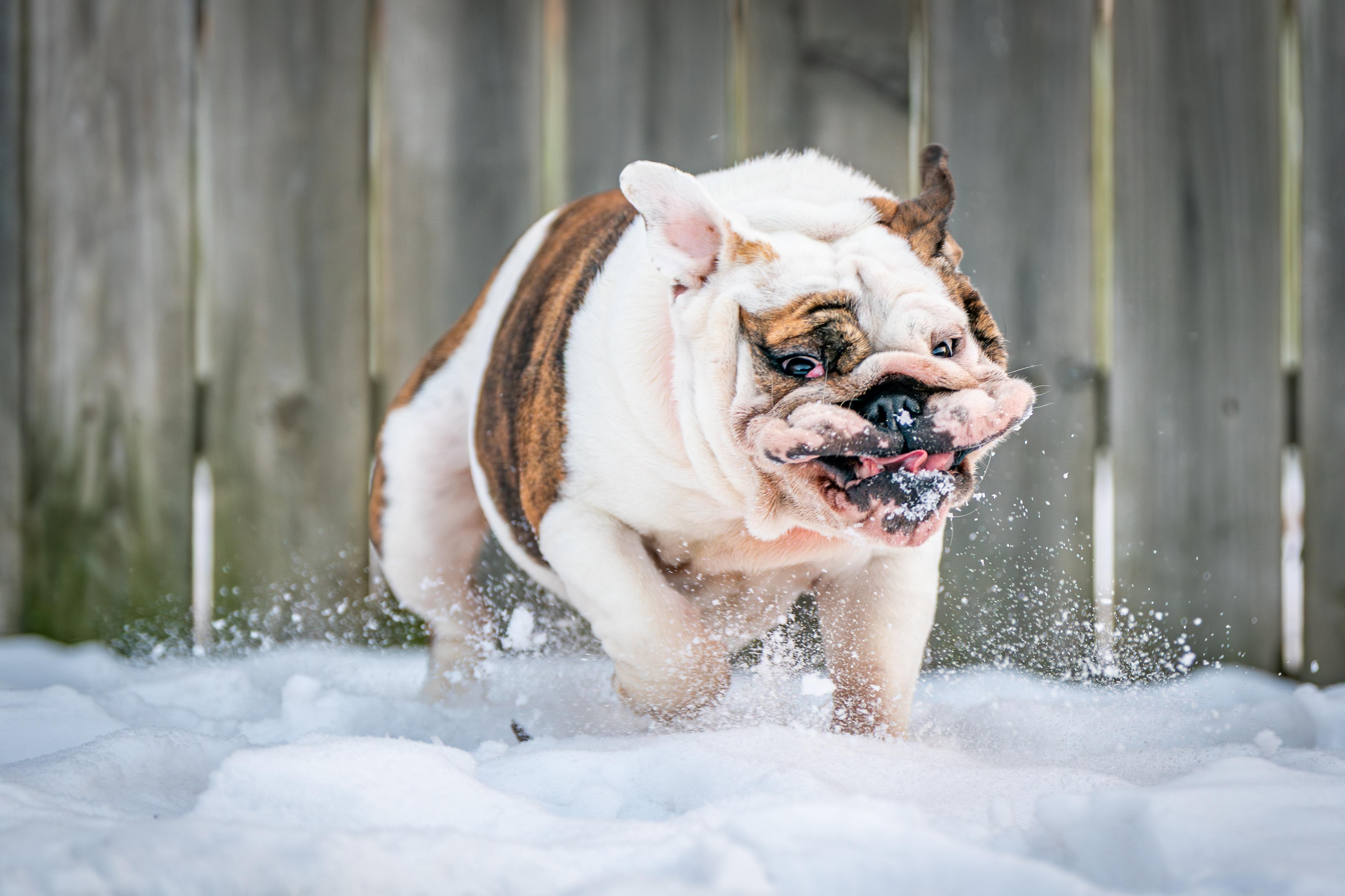 Lilith, a Adoptable English Bulldog in Red Wing, MN image 3/6