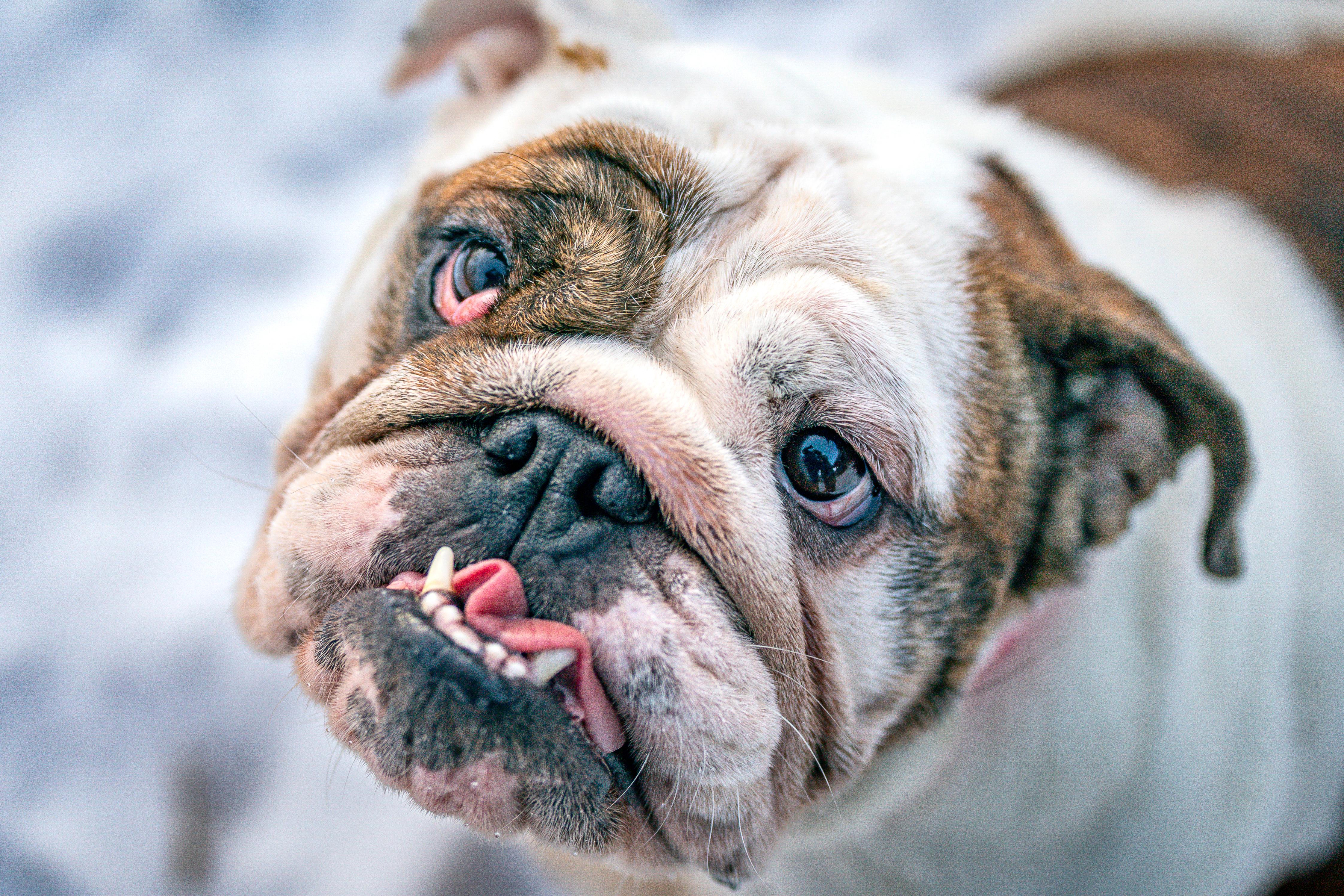 Lilith, a Adoptable English Bulldog in Red Wing, MN image 1/6