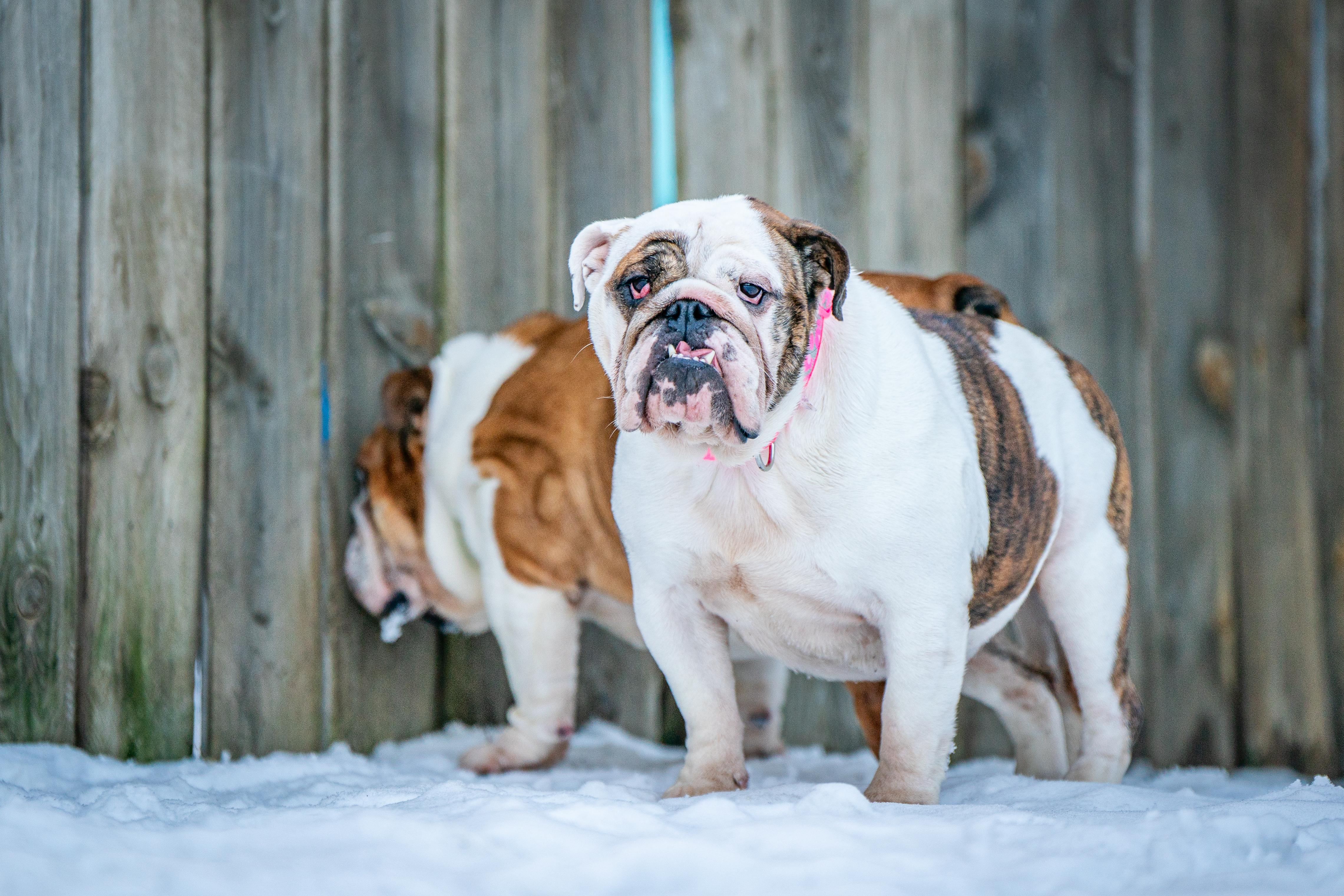Lilith, a Adoptable English Bulldog in Red Wing, MN image 4/6